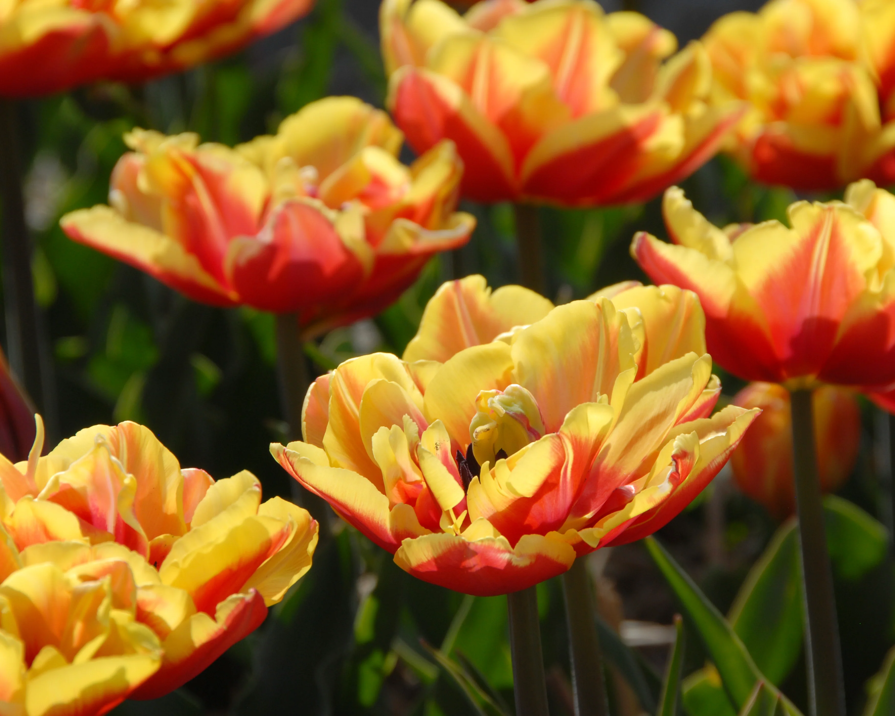 Tulip 'Double Focus' - Image 8