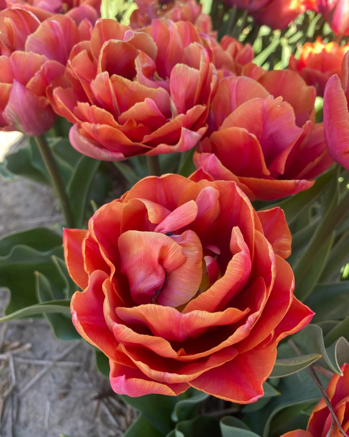 Tulip 'Double Mine' - Image 3