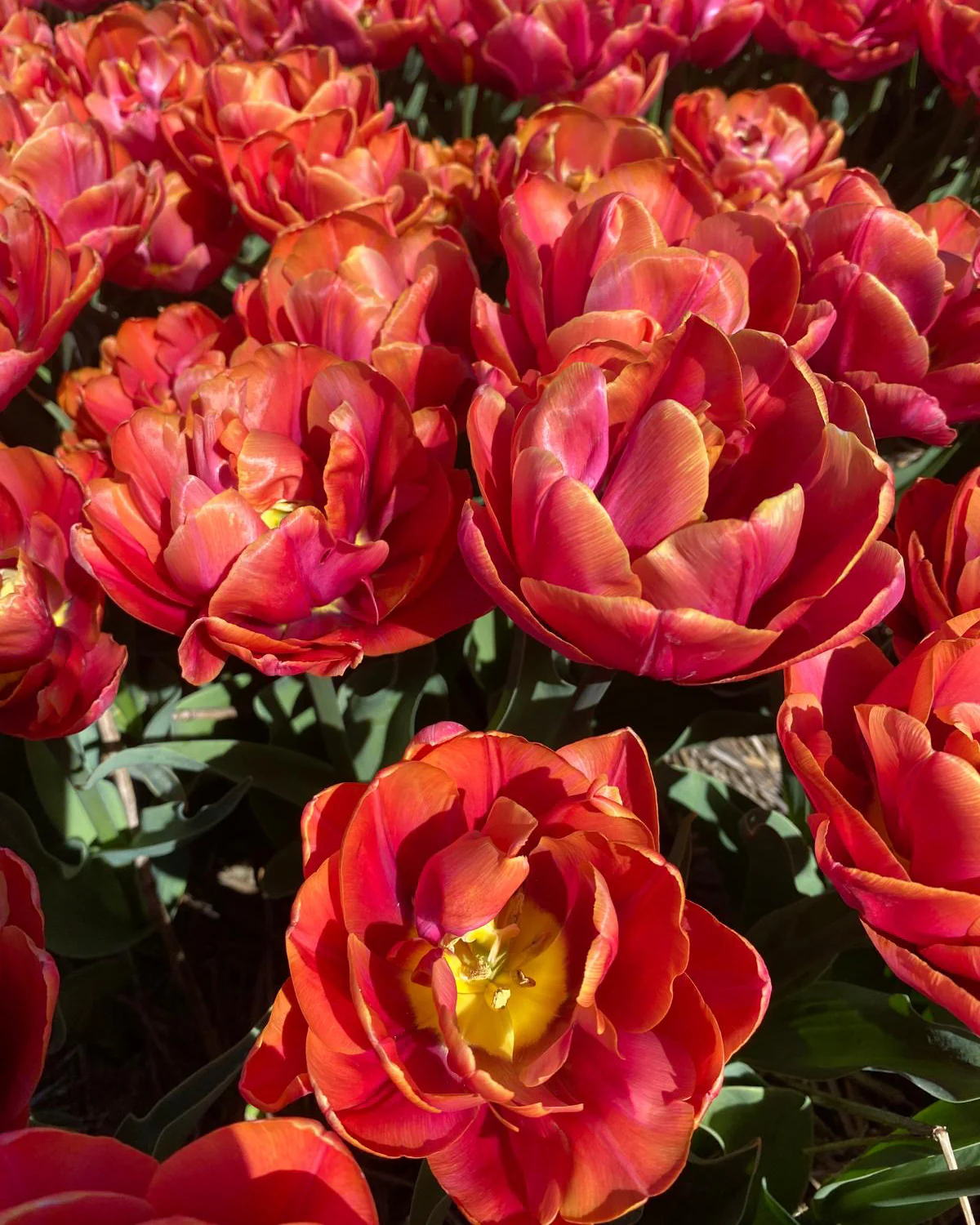 Tulip 'Double Mine' - Image 4