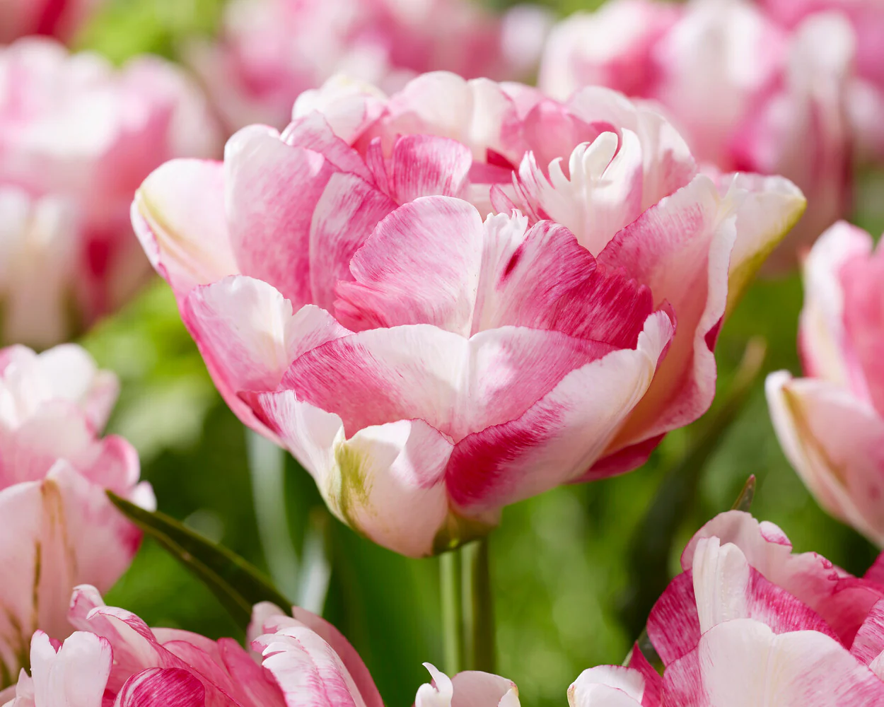 Tulip 'Double Shake' - Image 2