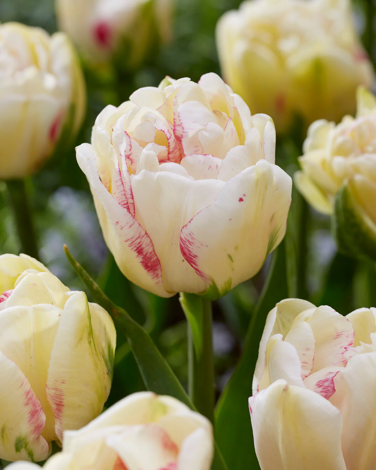 Tulip 'Double Shake' - Image 3