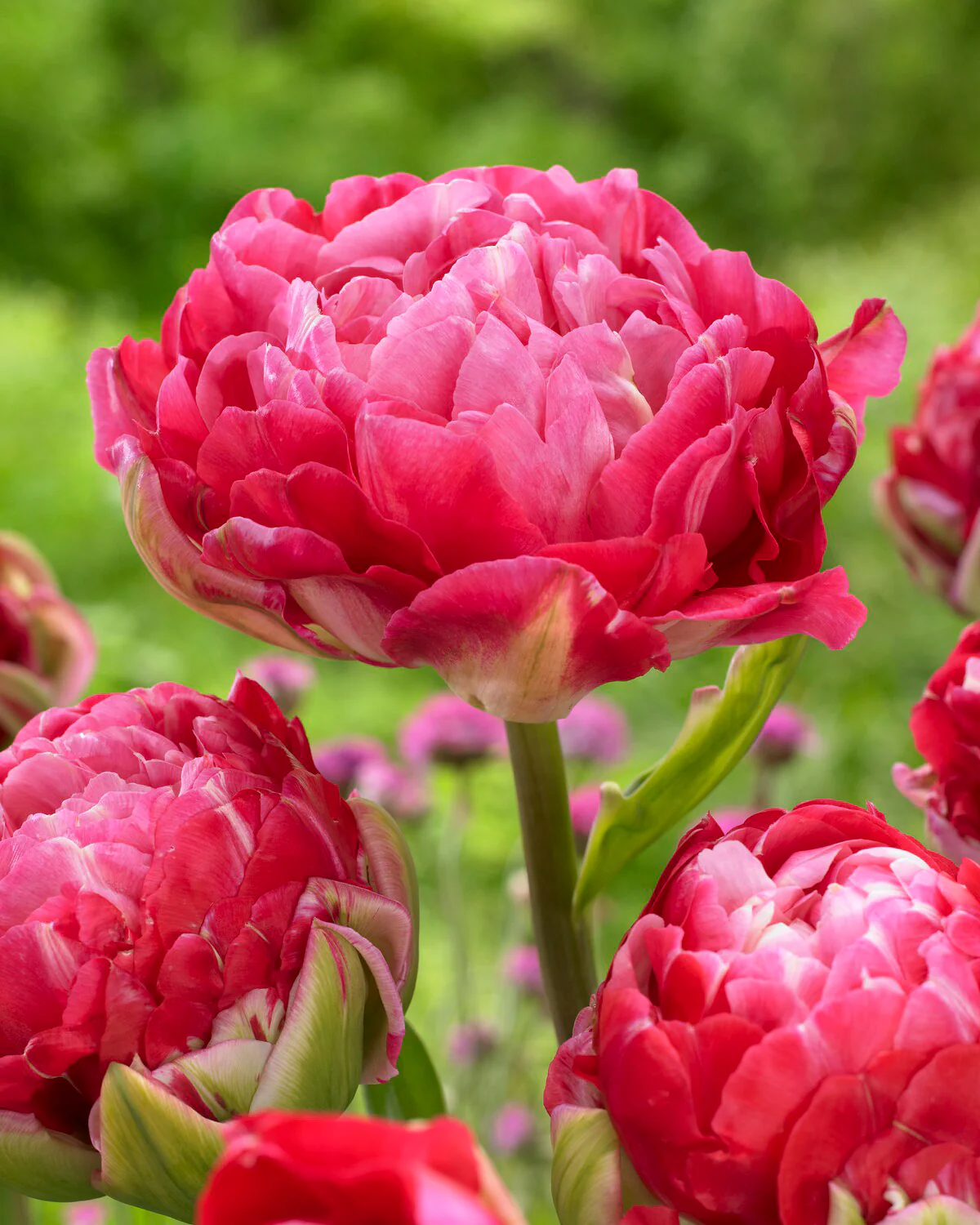 Tulip 'Double Sugar' - Image 10