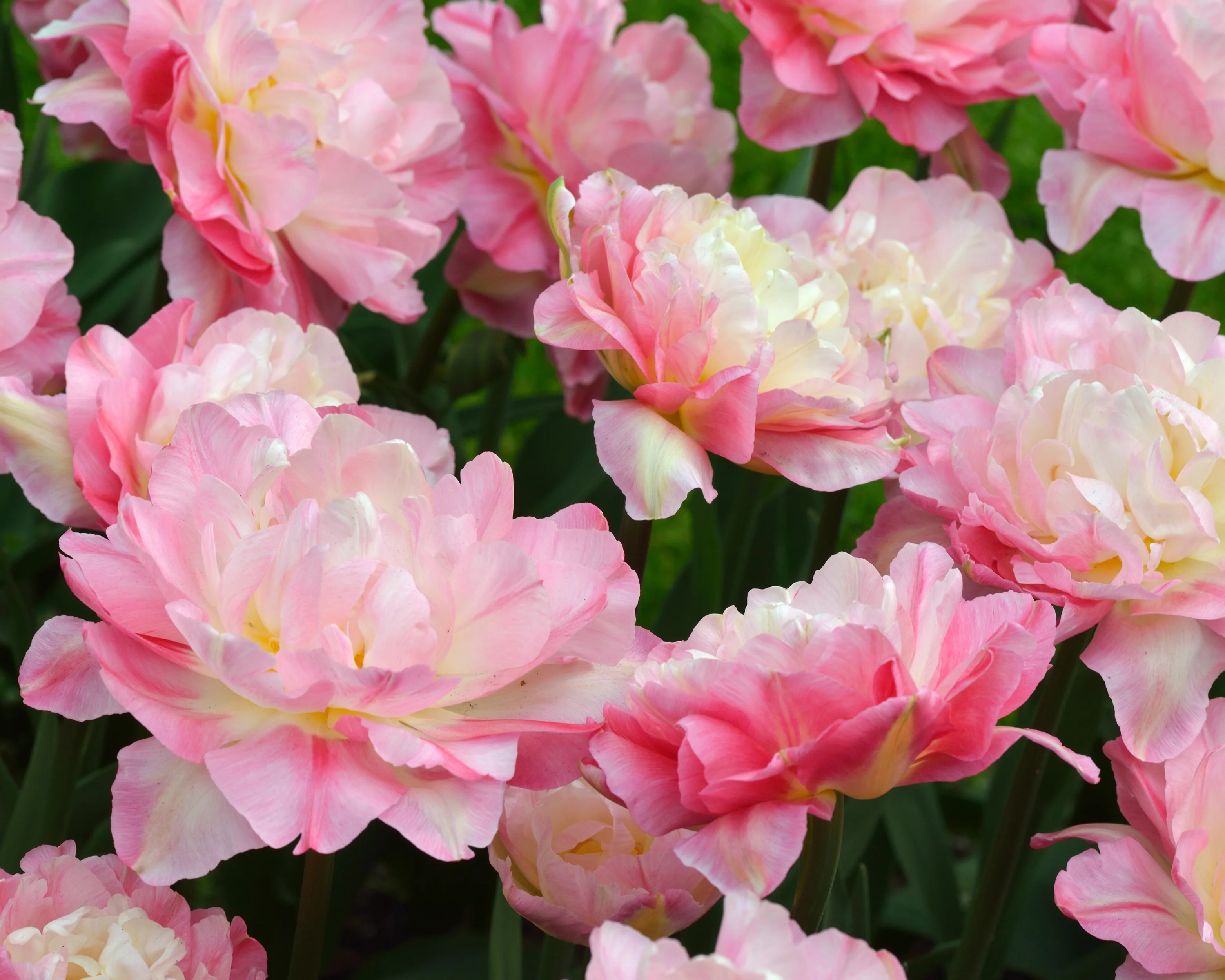 Tulip 'Double Sugar' - Image 12