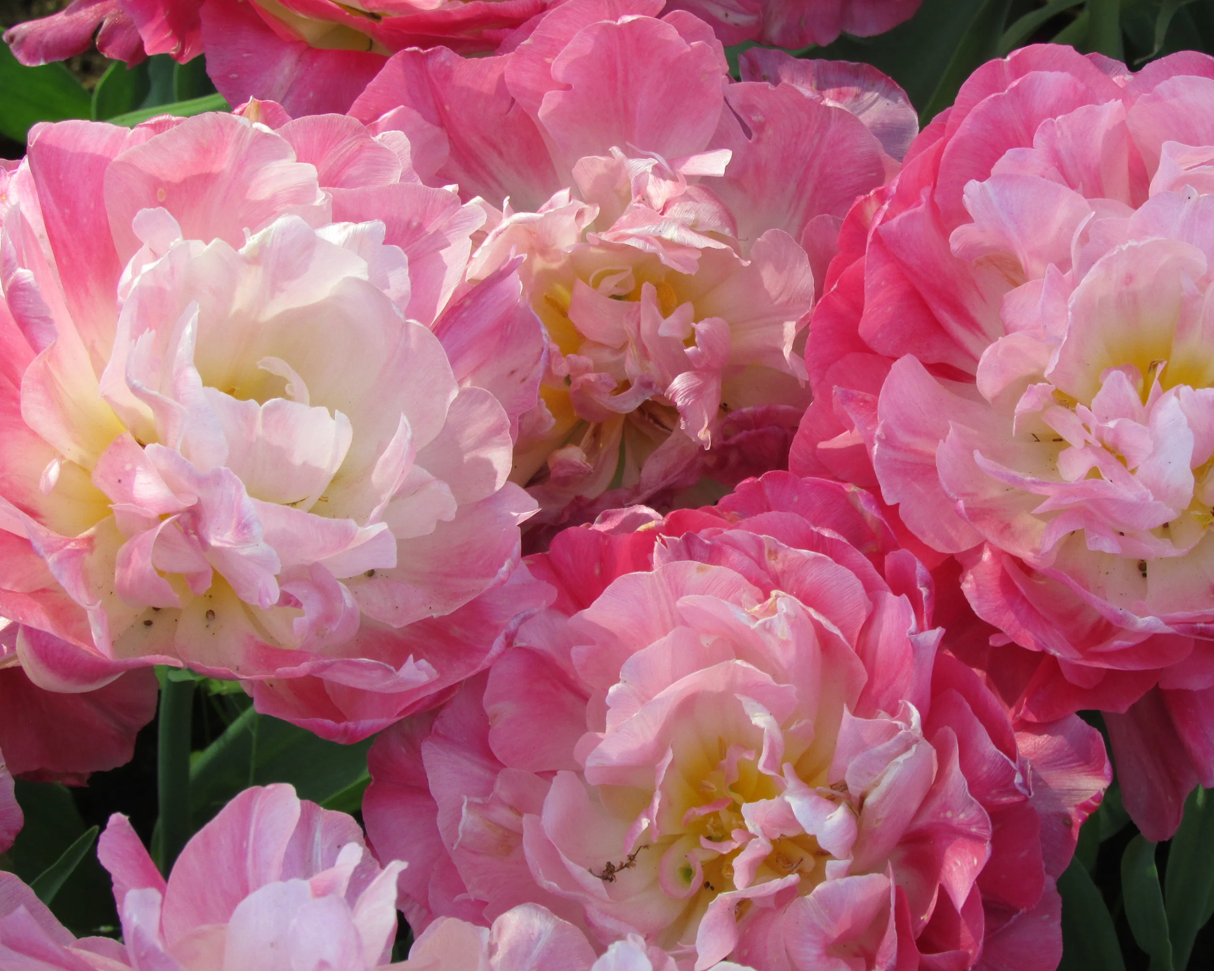 Tulip 'Double Sugar' - Image 13