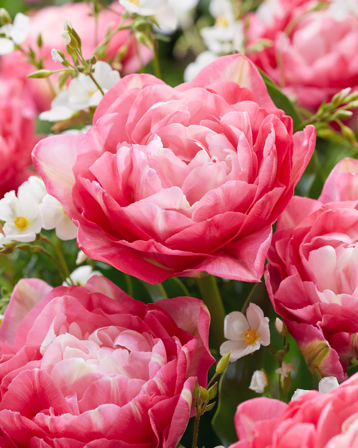 Tulip 'Double Sugar' - Image 17