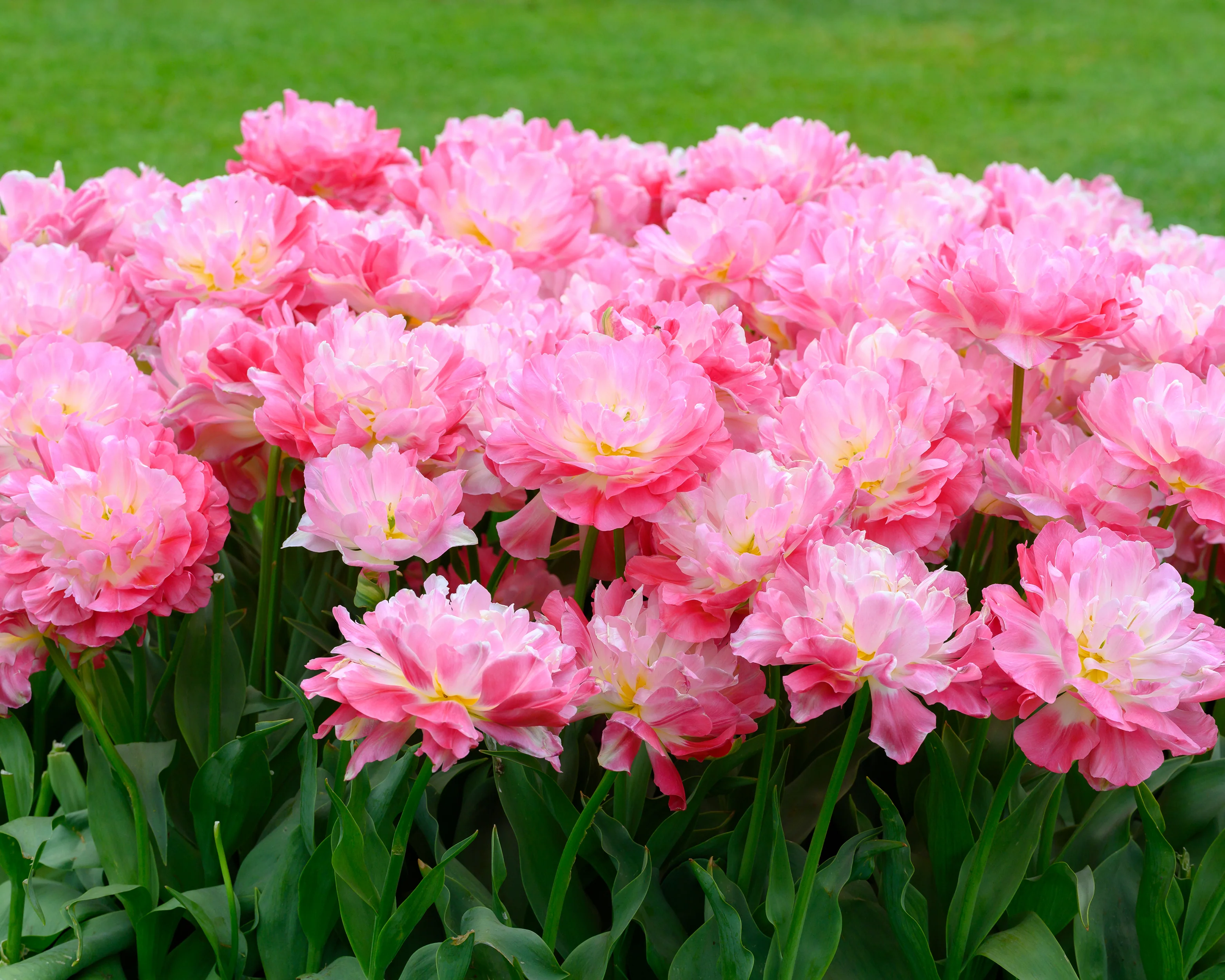 Tulip 'Double Sugar' - Image 2