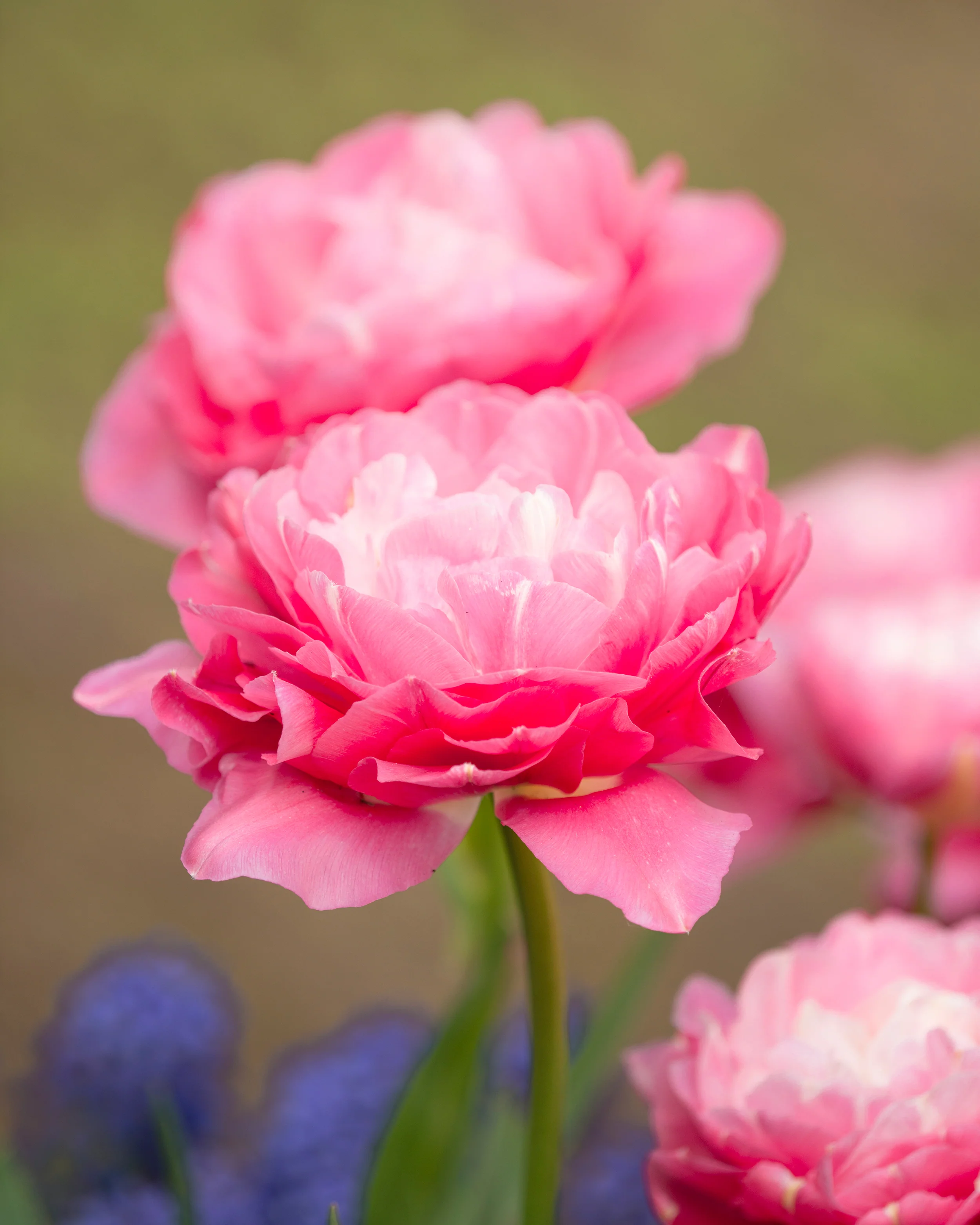 Tulip 'Double Sugar' - Image 3