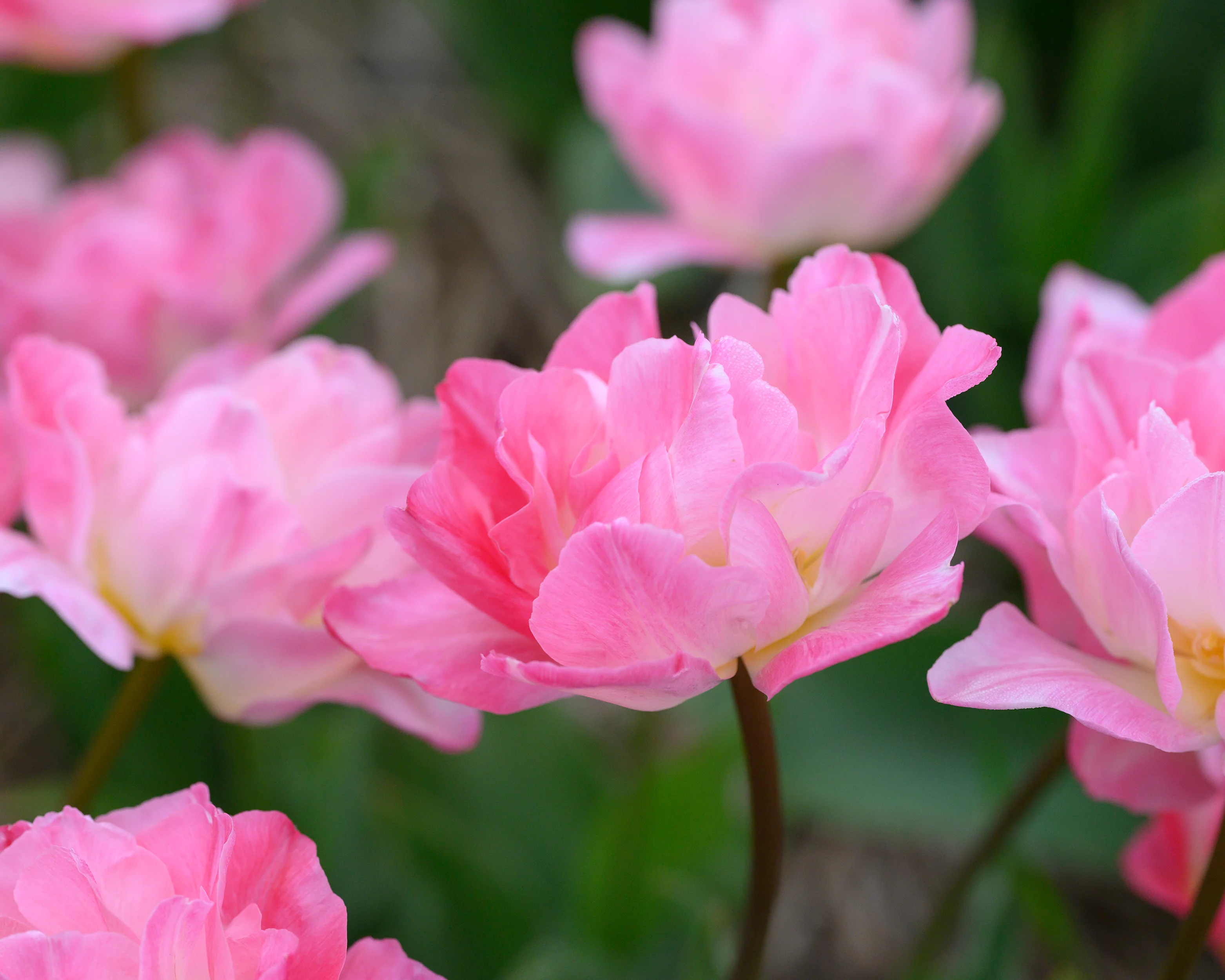 Tulip 'Double Sugar' - Image 5