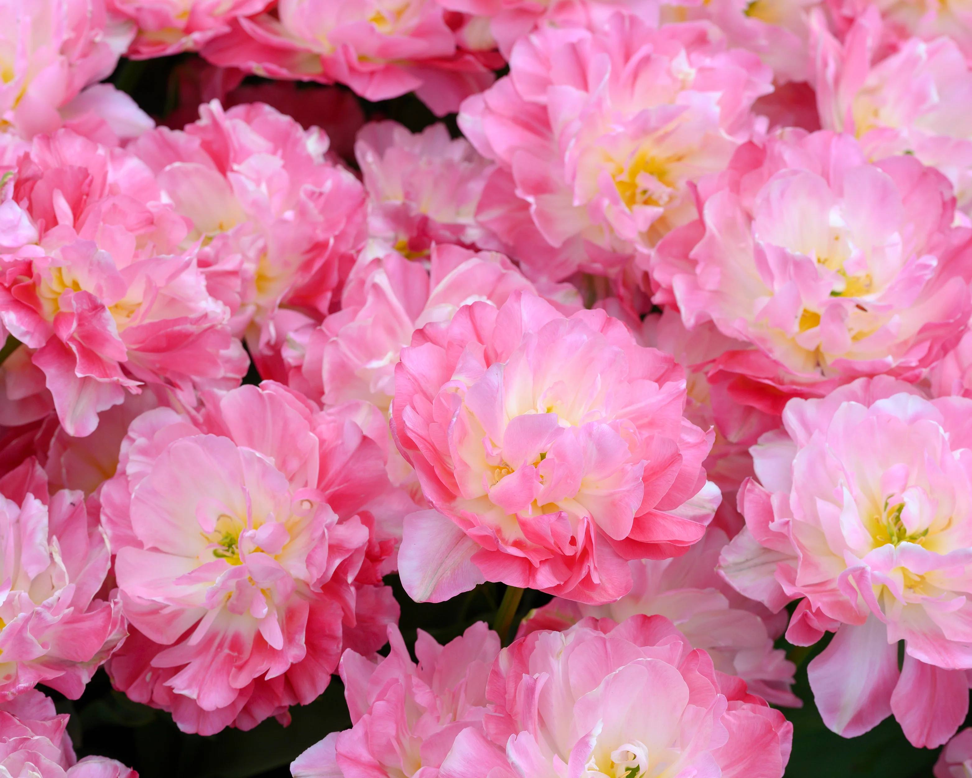 Tulip 'Double Sugar' - Image 6