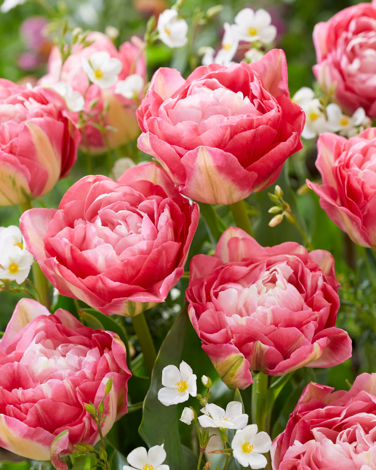 Tulip 'Double Sugar' - Image 7