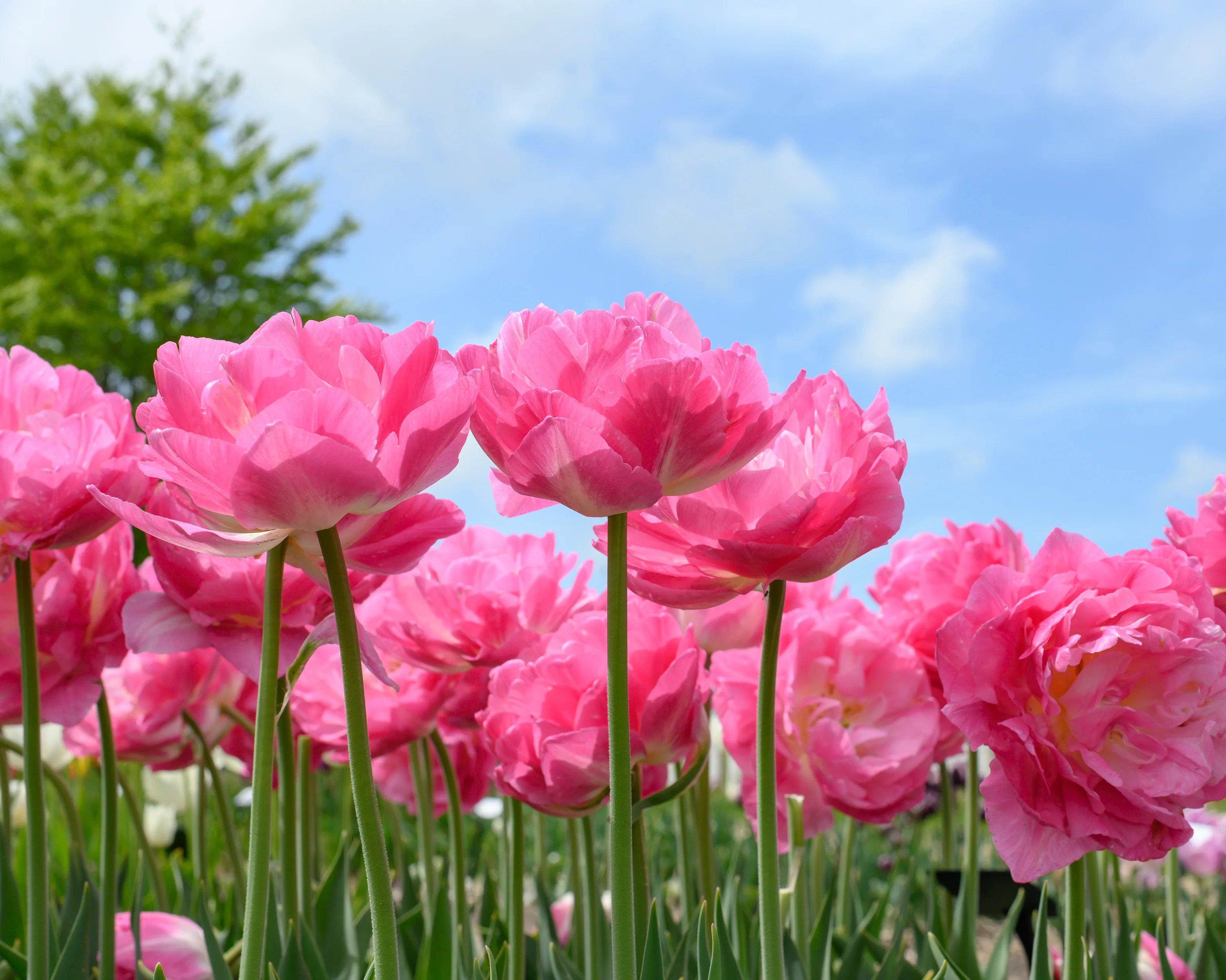 Tulip 'Double Sugar' - Image 8