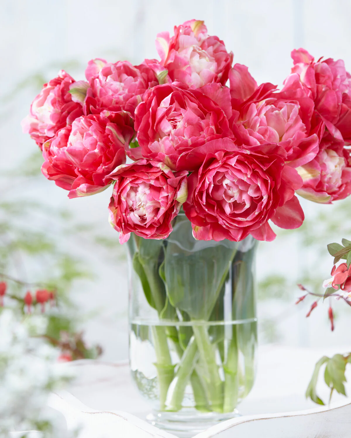 Tulip 'Double Sugar' - Image 9