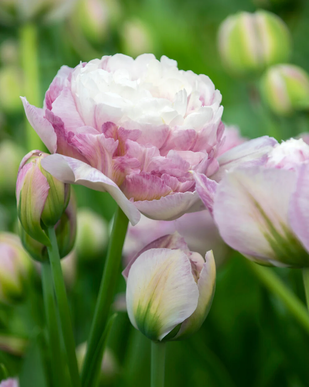 Tulip 'Double Surprise' - Image 3