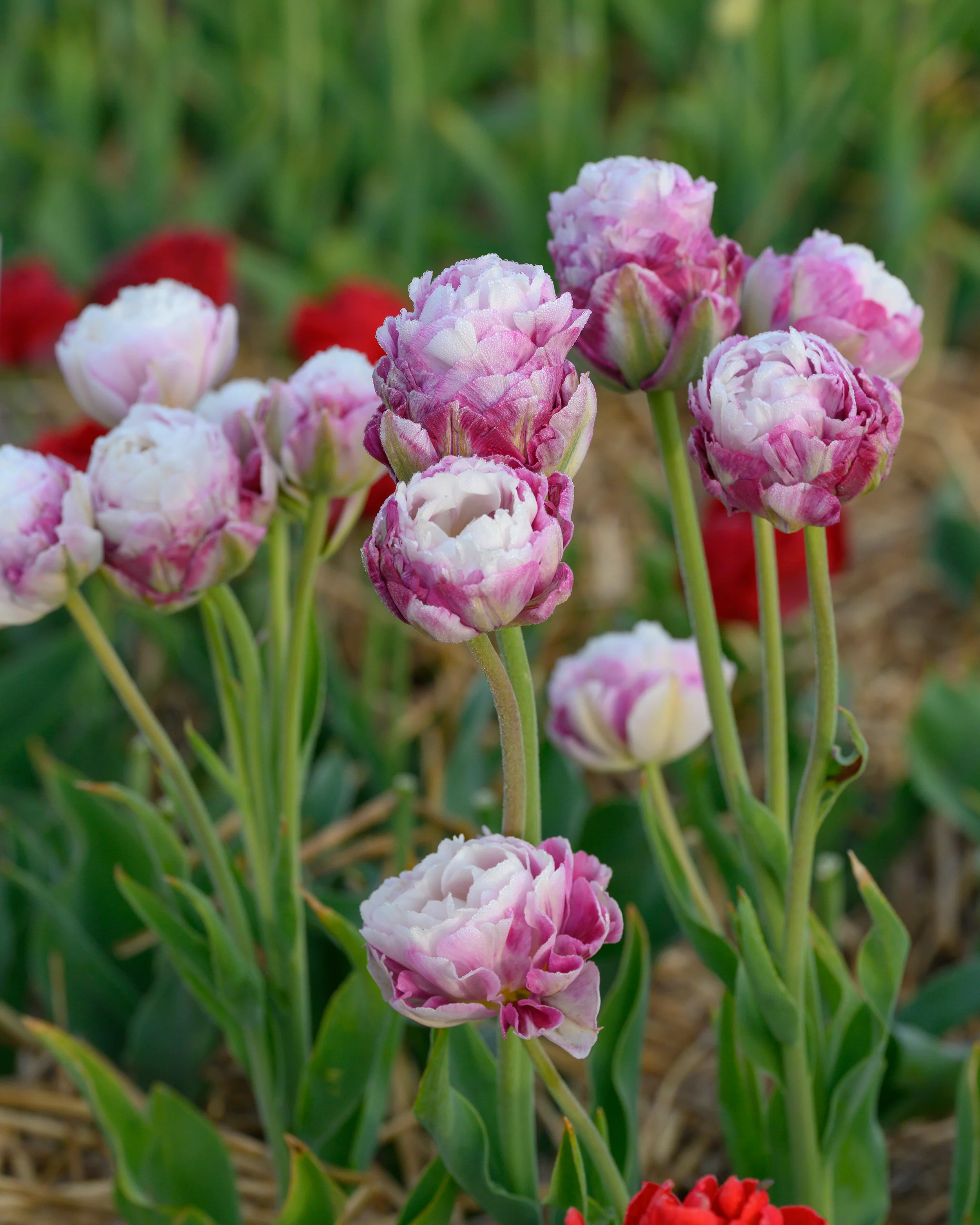 Tulip 'Double Surprise' - Image 4