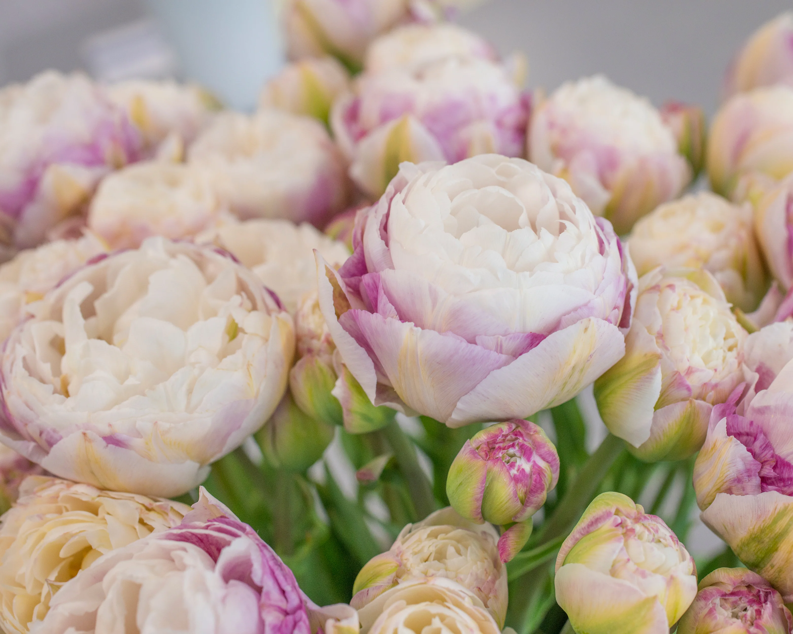 Tulip 'Double Surprise' - Image 5