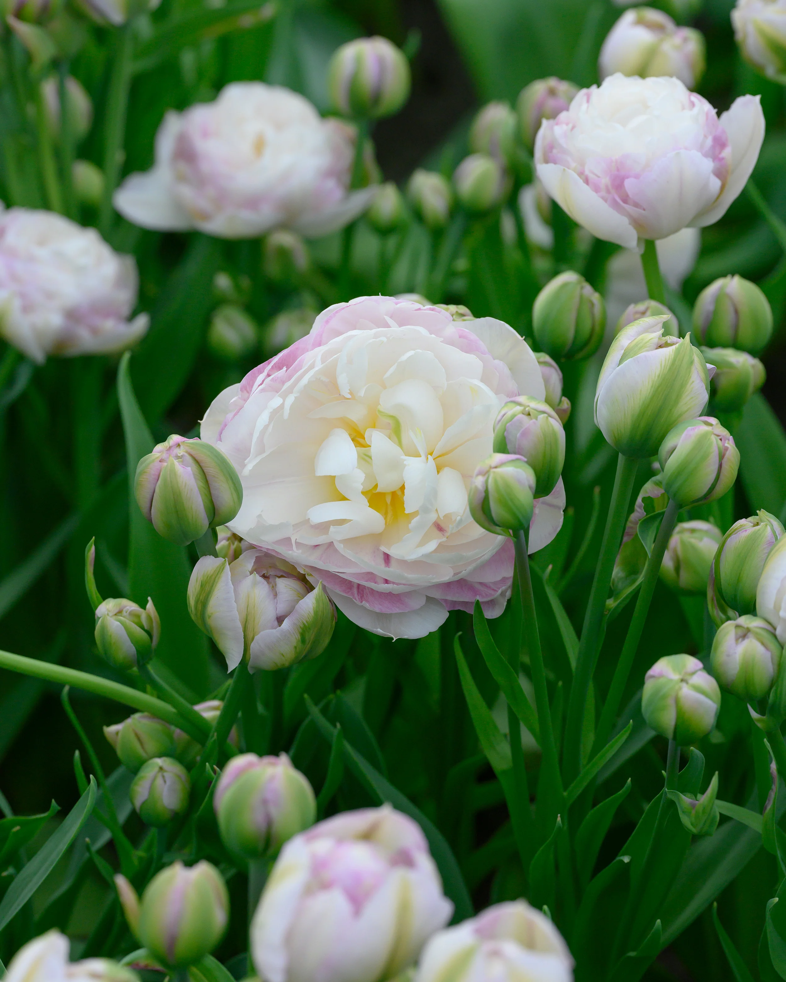 Tulip 'Double Surprise' - Image 7
