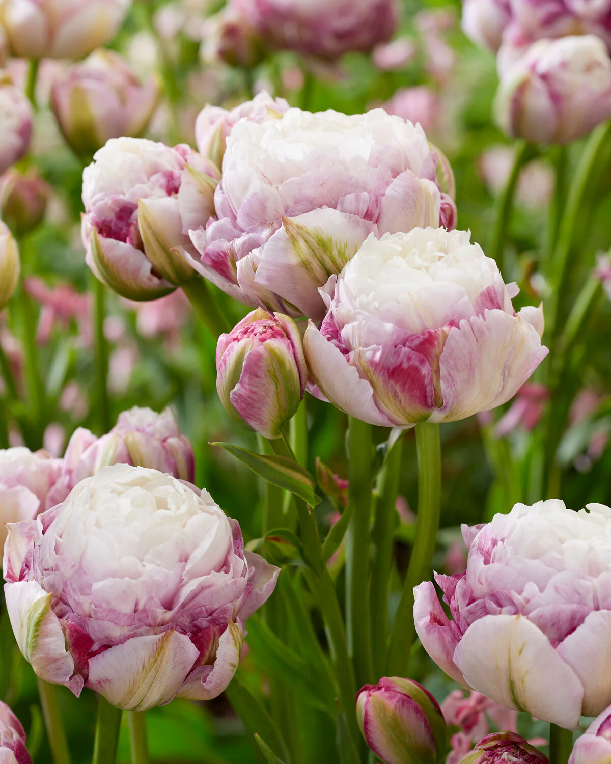 Tulip 'Double Surprise' - Image 8