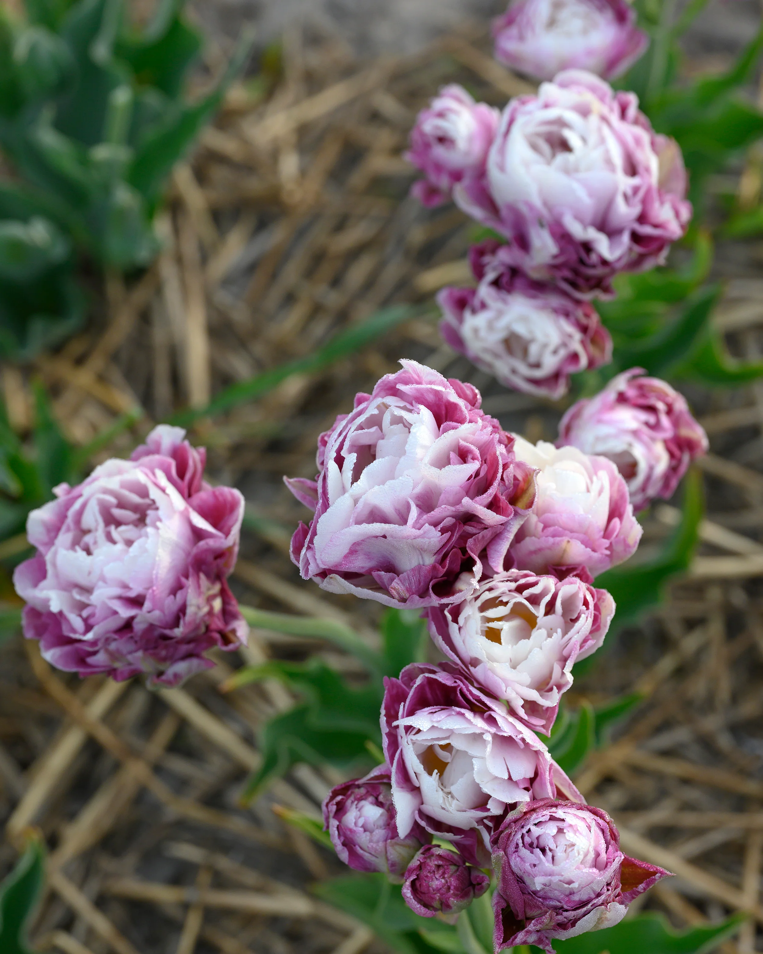 Tulip 'Double Surprise' - Image 9
