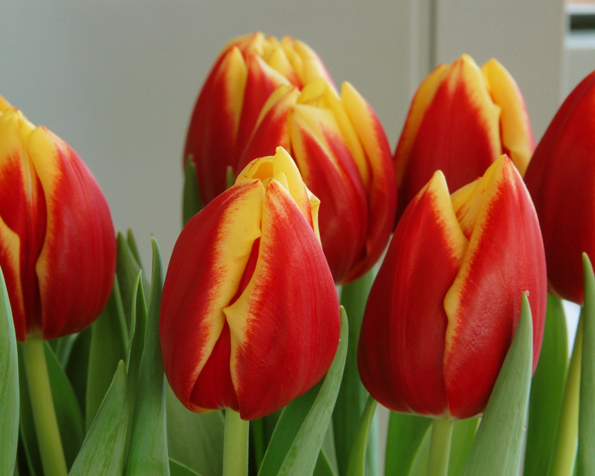 Tulip 'Dow Jones' - Image 6