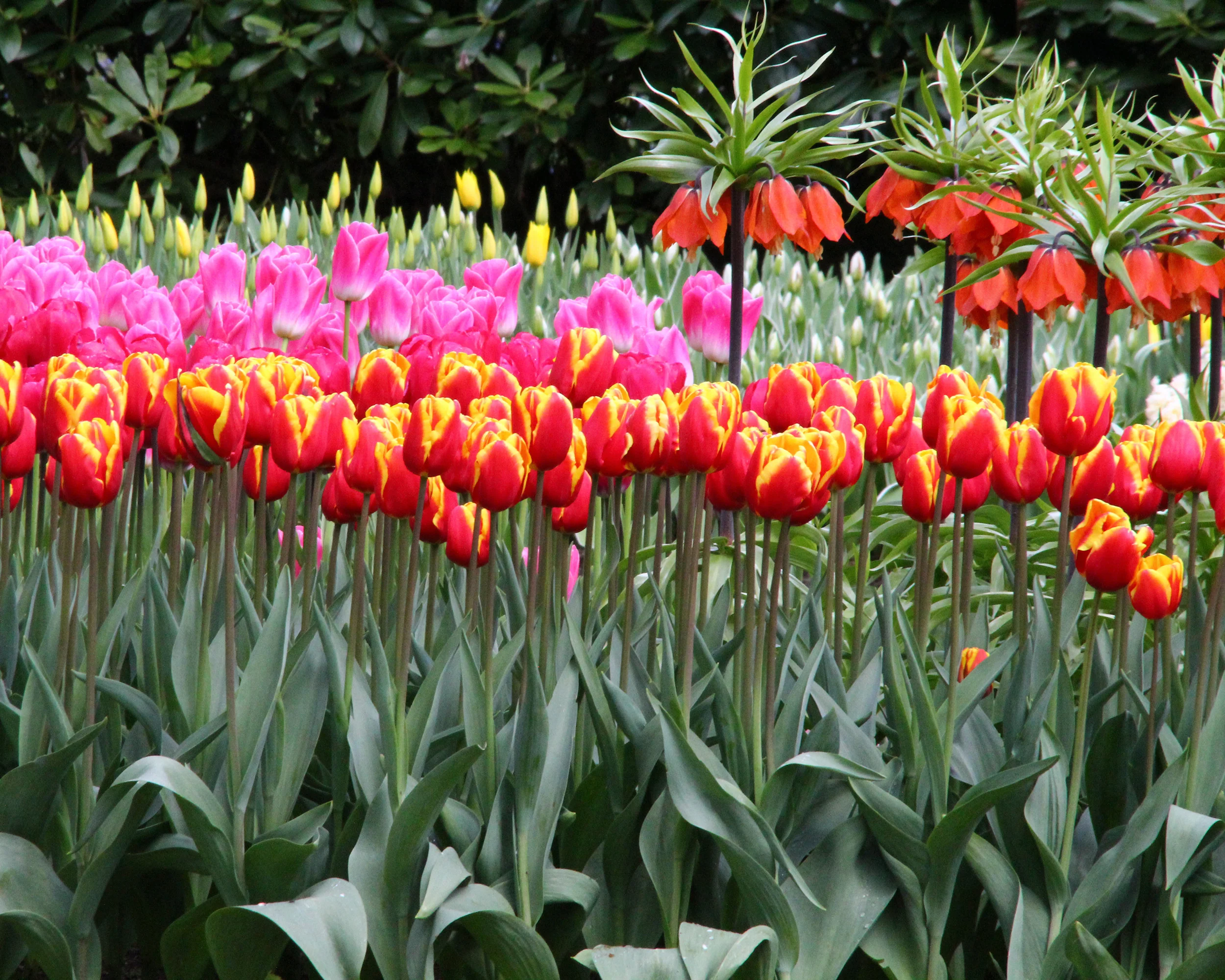 Tulip 'Dow Jones' - Image 9