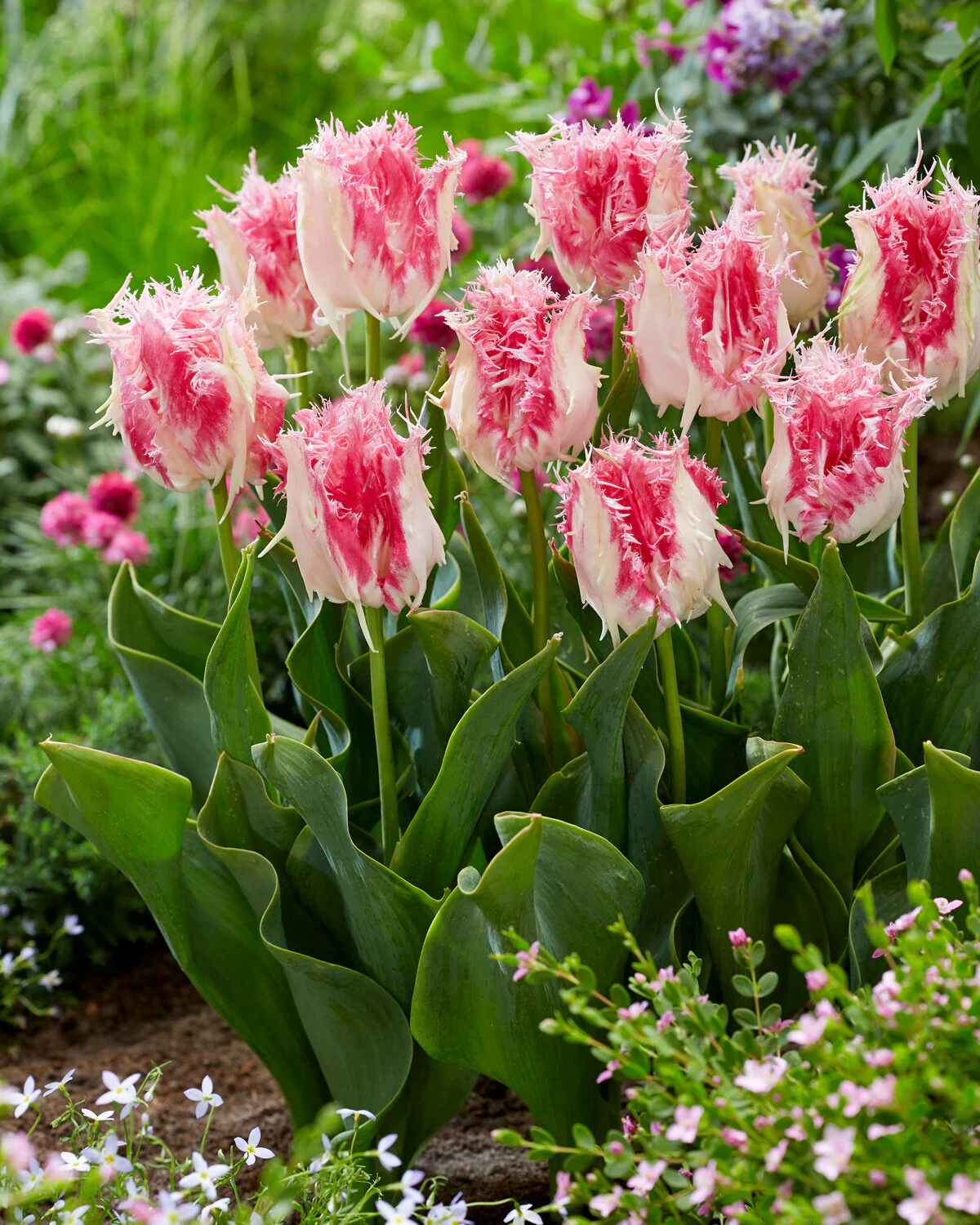 Tulip 'Drakensteyn' - Image 4