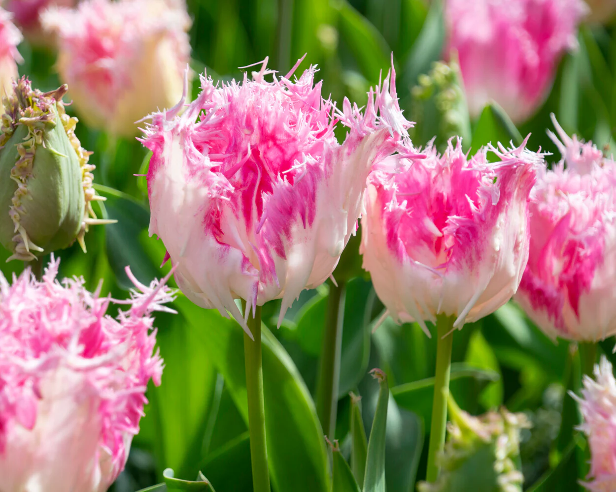 Tulip 'Drakensteyn' - Image 5