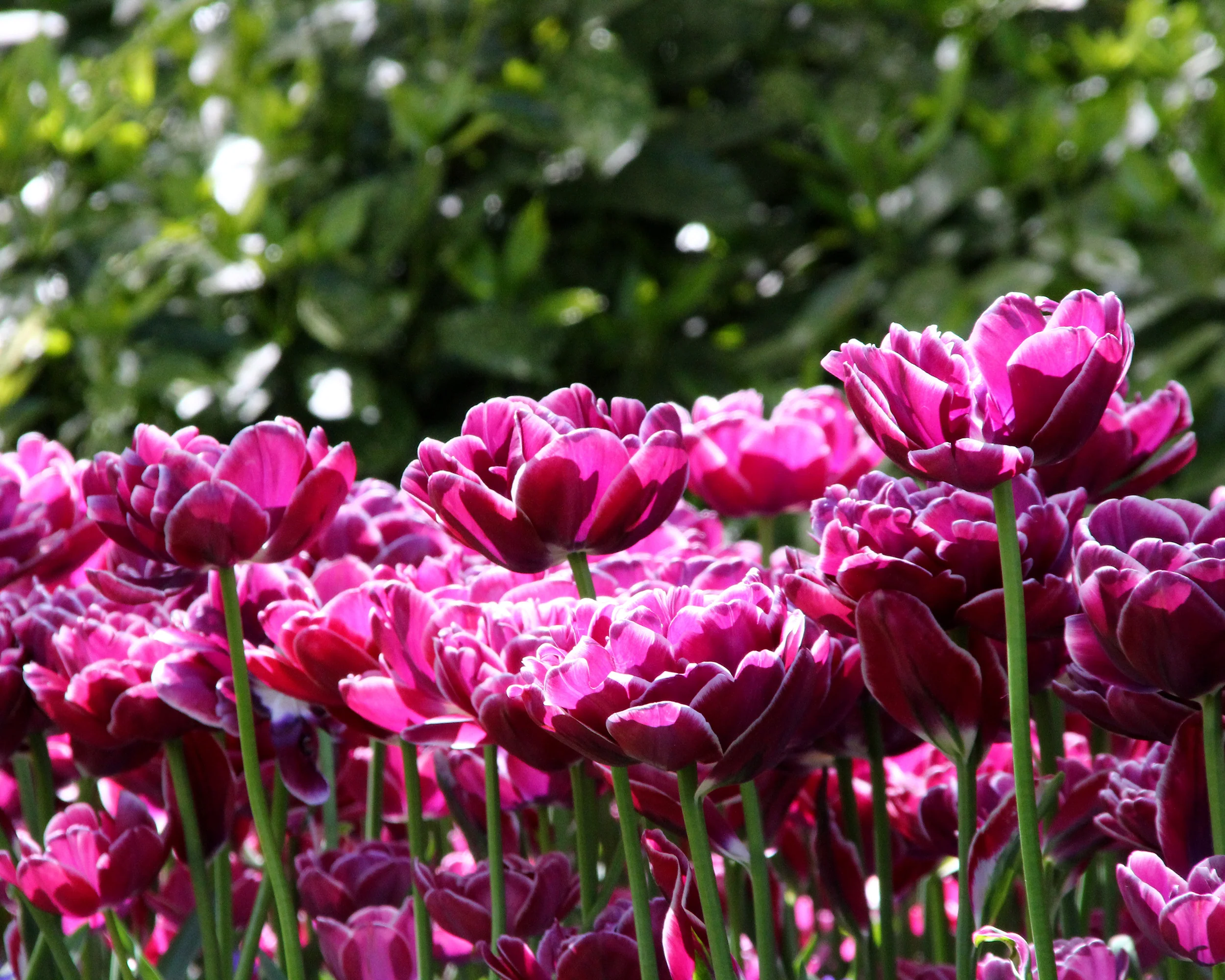 Tulip 'Dream Touch' - Image 3