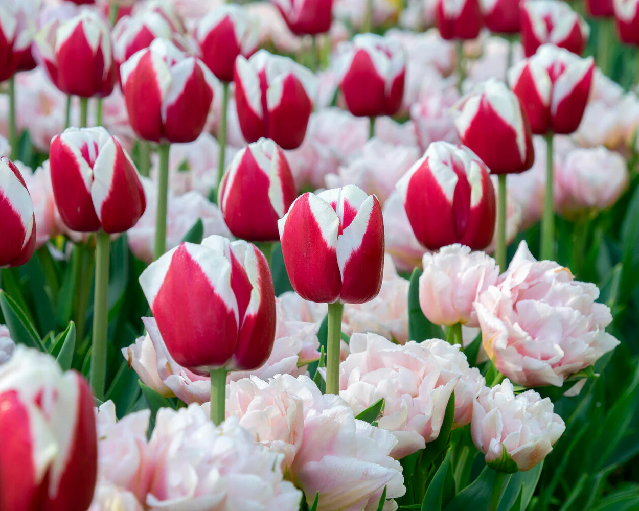 Tulip 'Dreamer' - Image 12