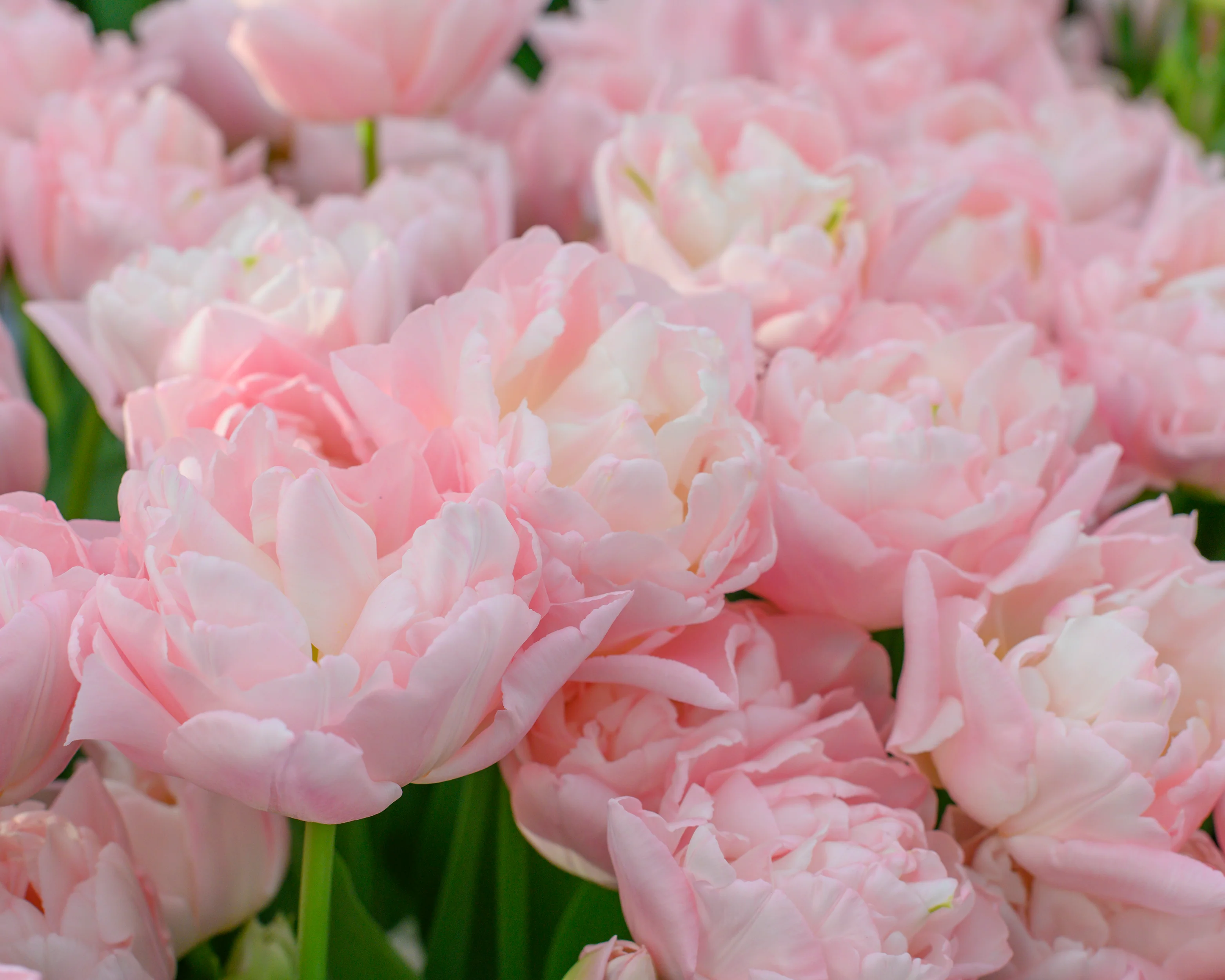 Tulip 'Dreamer' - Image 2