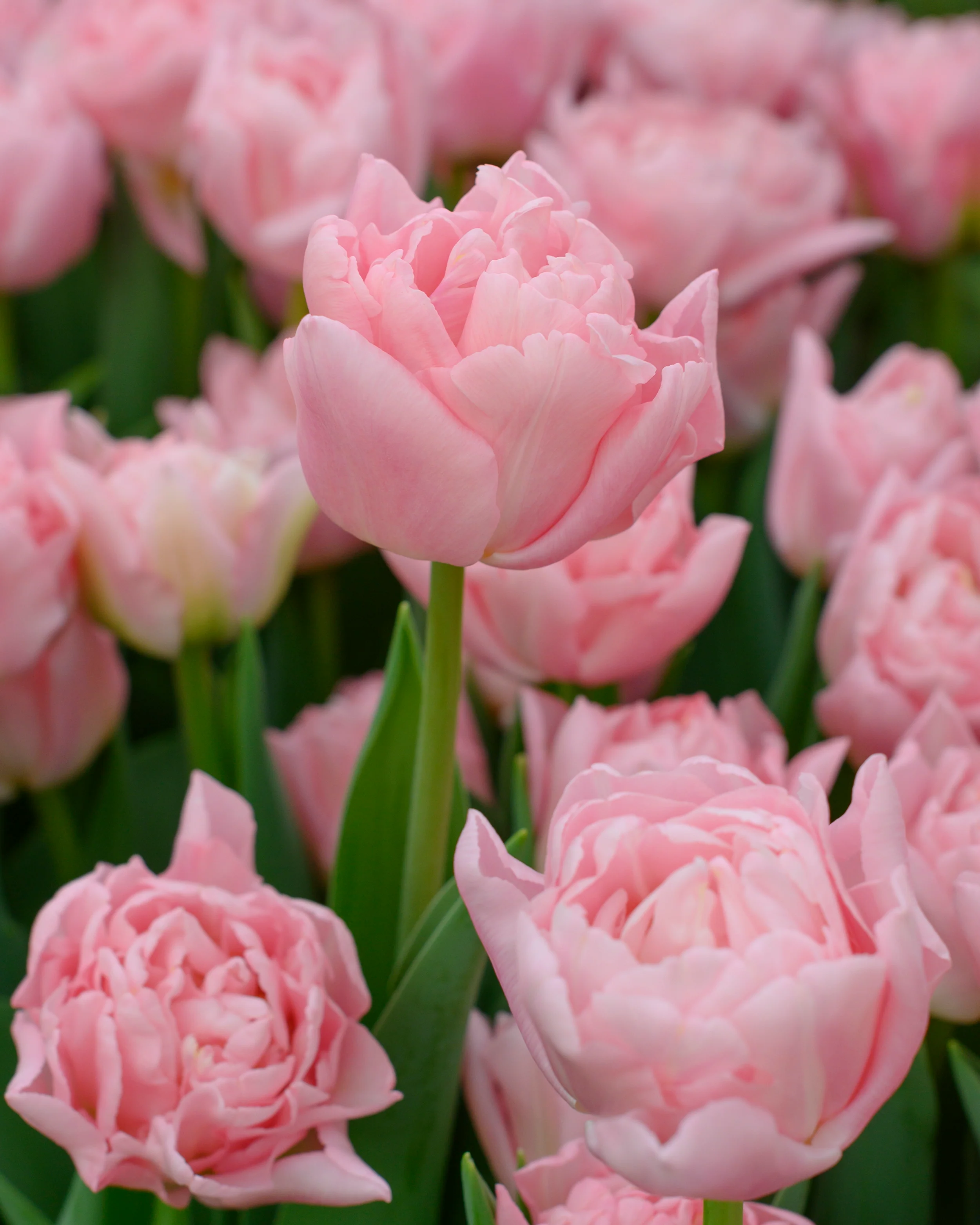 Tulip 'Dreamer' - Image 4