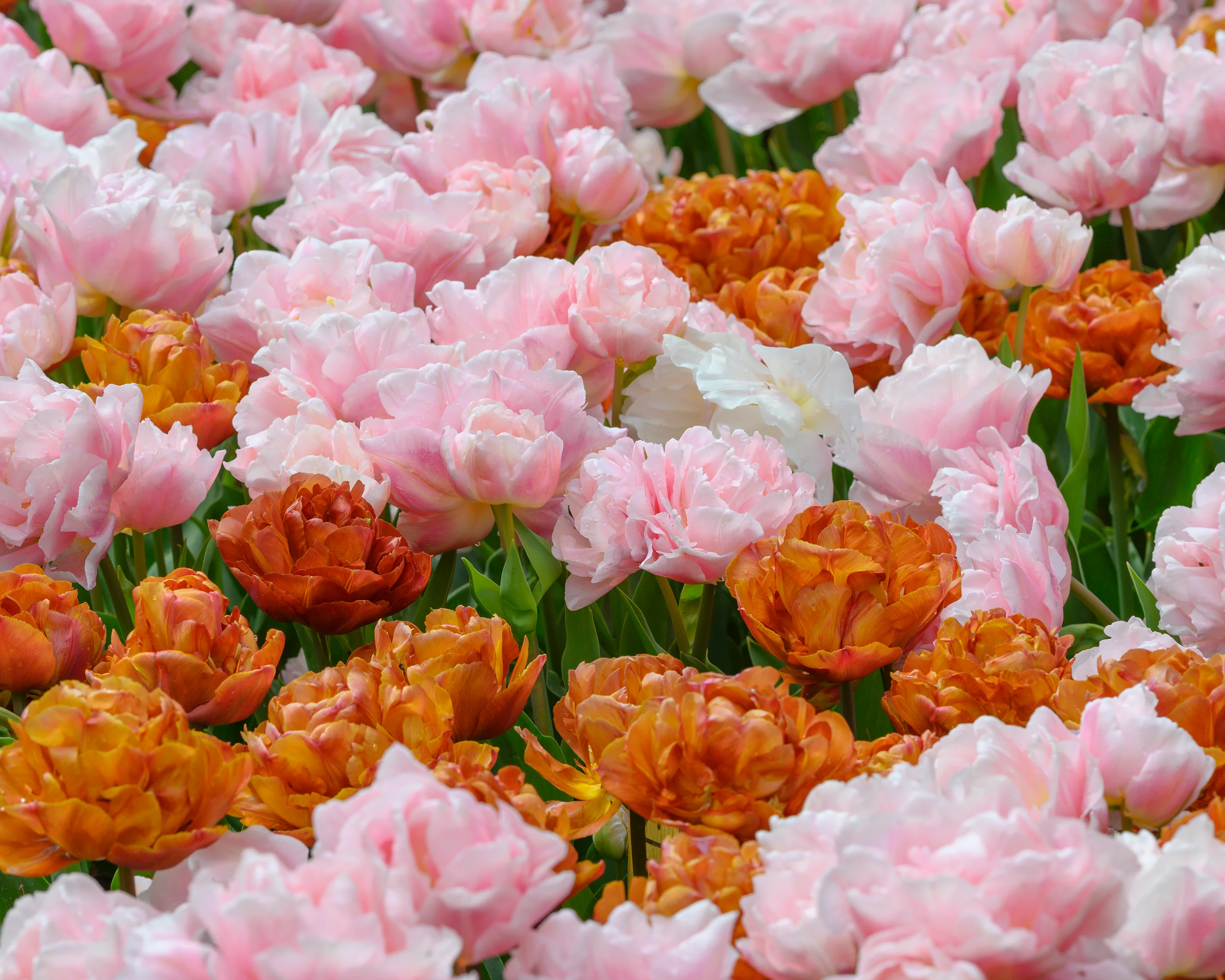 Tulip 'Dreamer' - Image 7