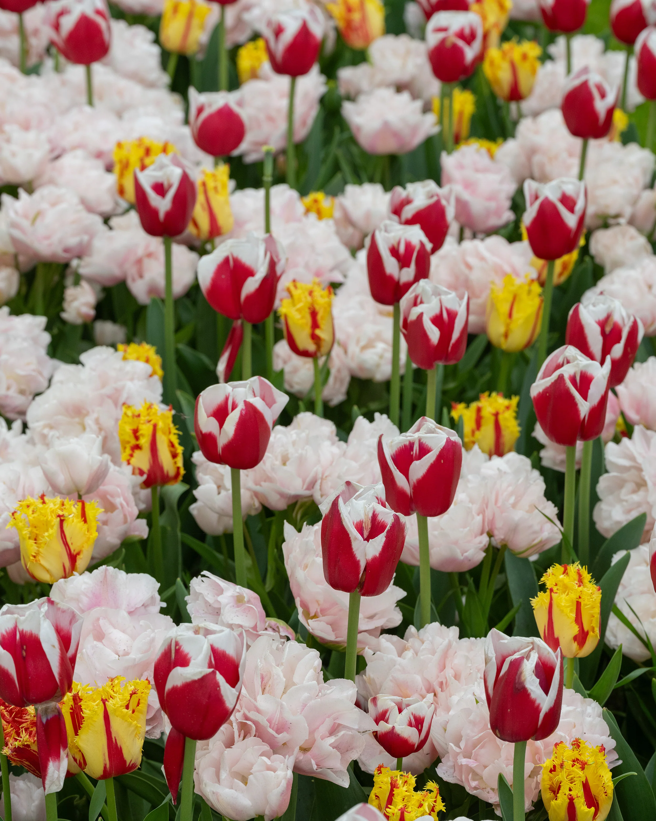 Tulip 'Dreamer' - Image 8