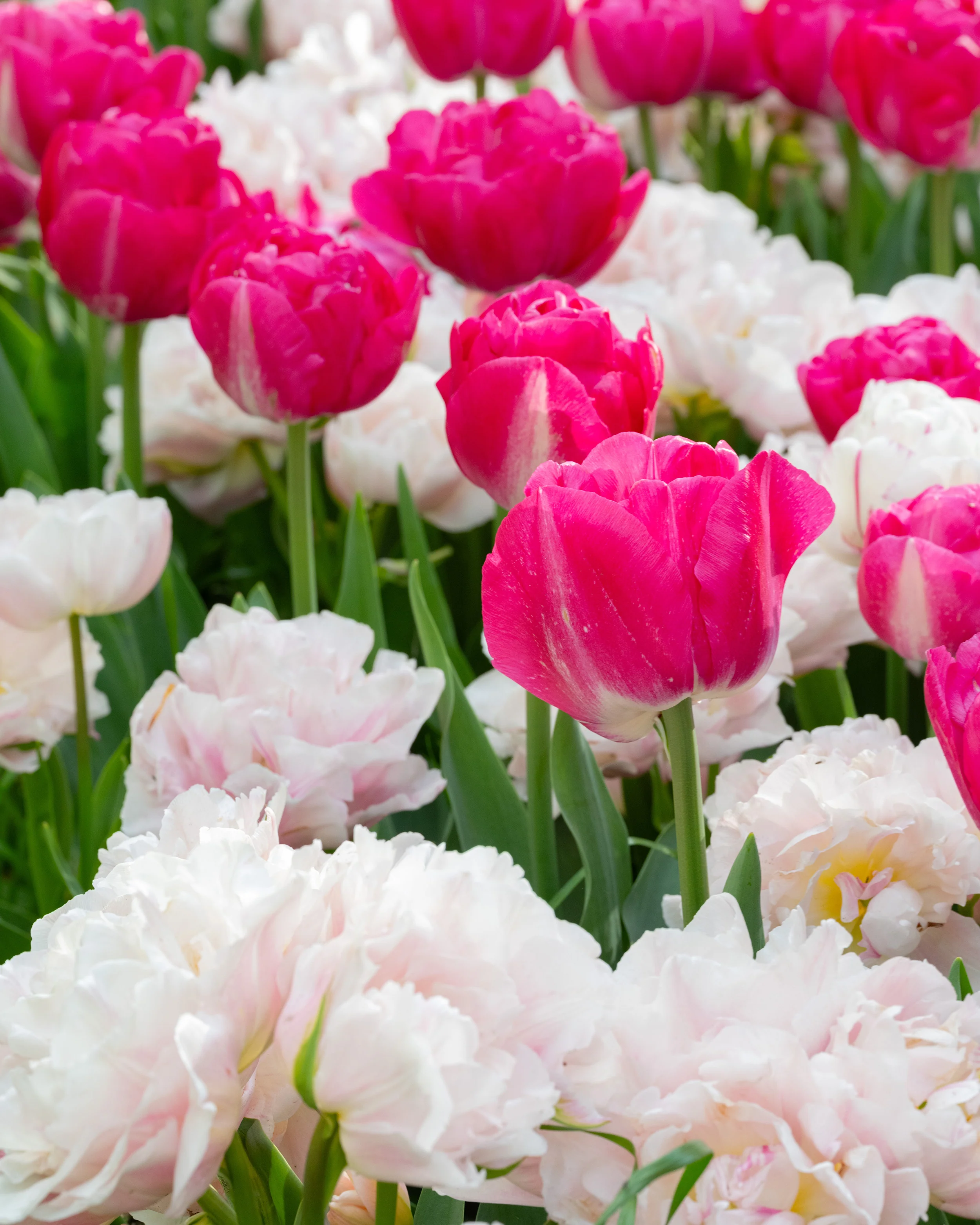 Tulip 'Dreamer' - Image 9