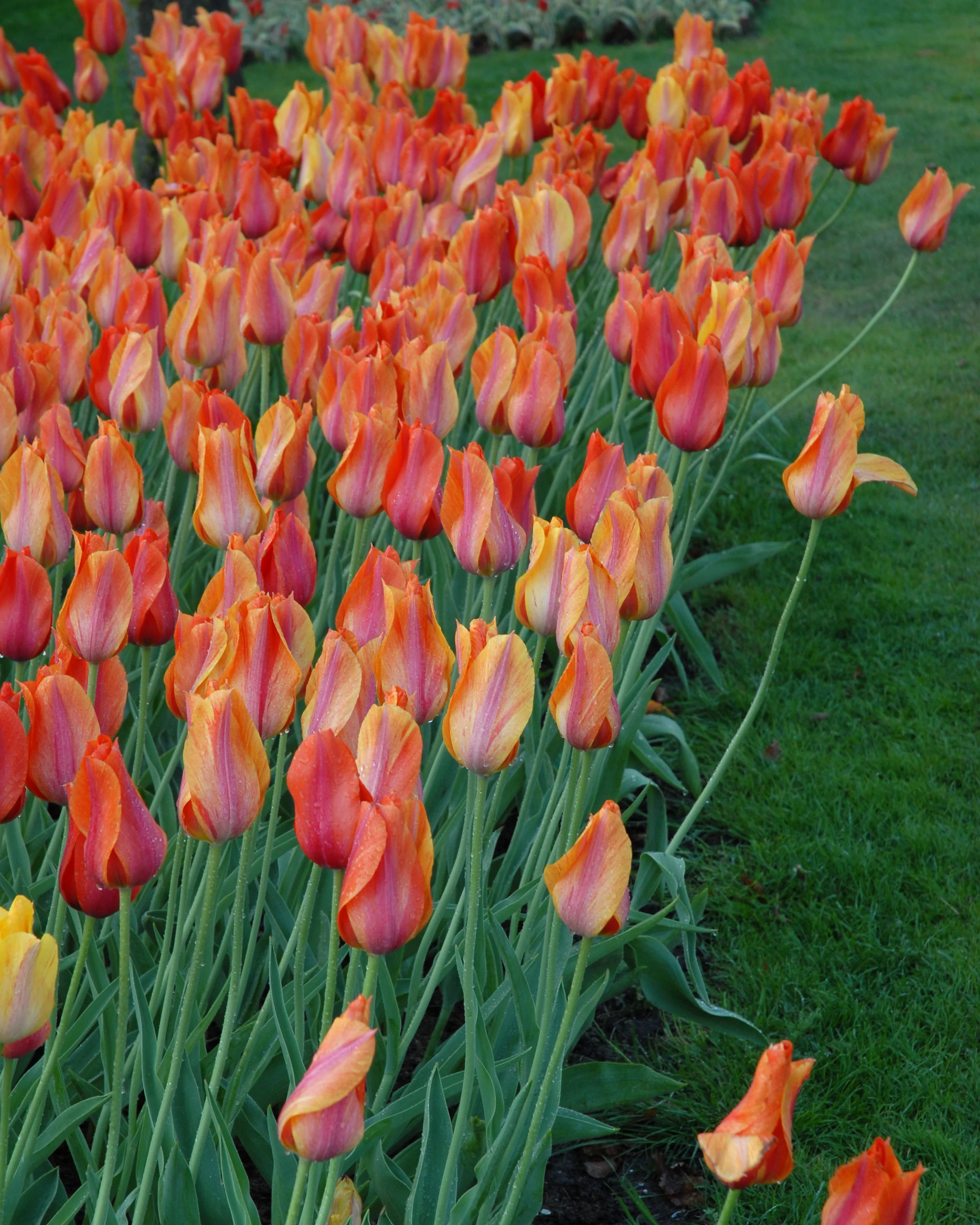 Tulip 'El Niño' - Image 11