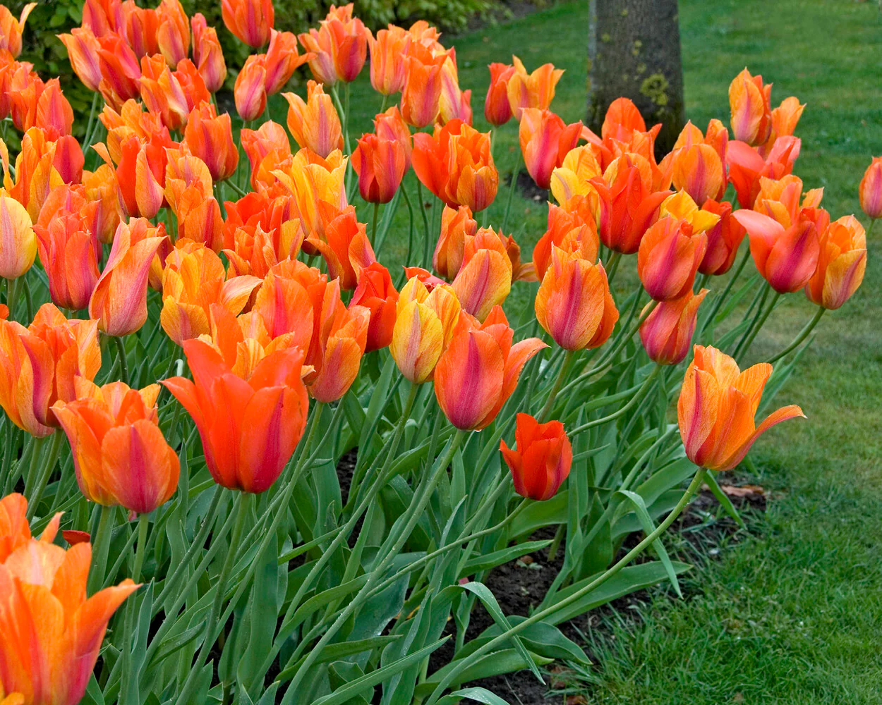 Tulip 'El Niño' - Image 13