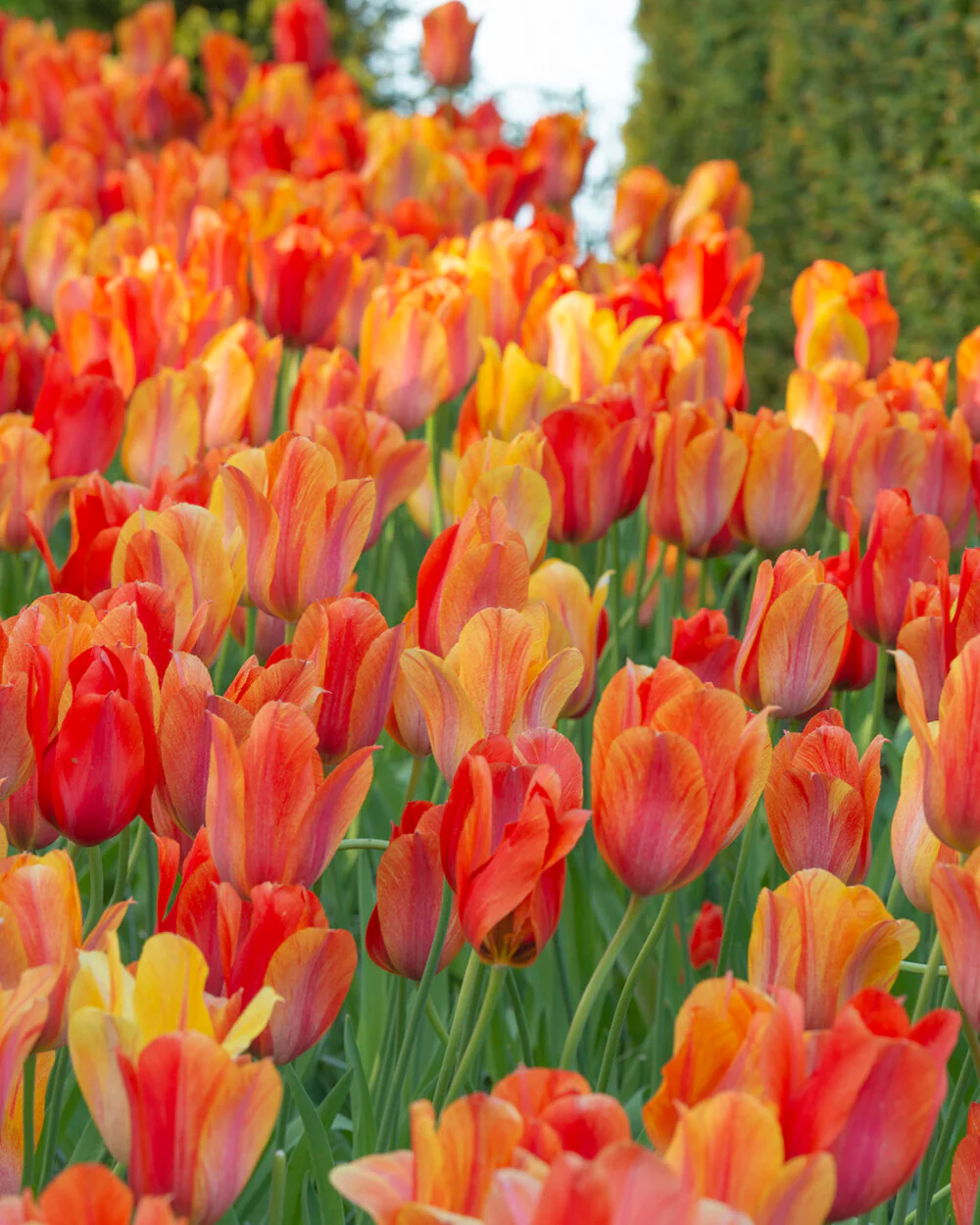 Tulip 'El Niño' - Image 14