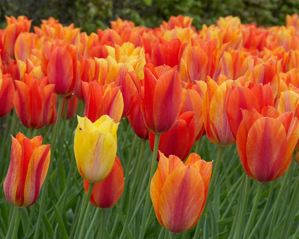 Tulip 'El Niño' - Image 16