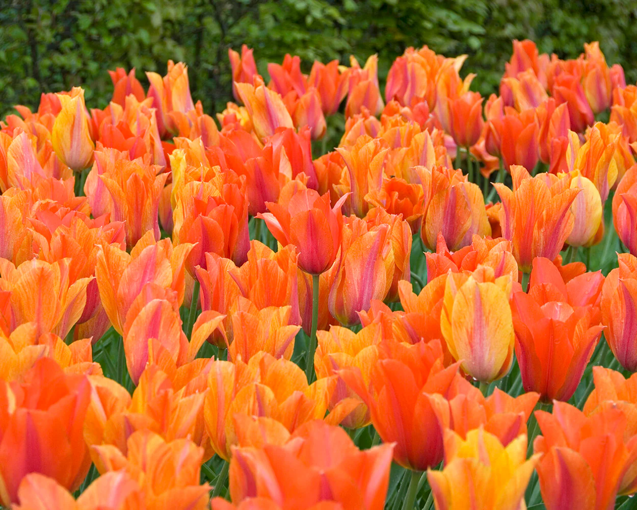 Tulip 'El Niño' - Image 3