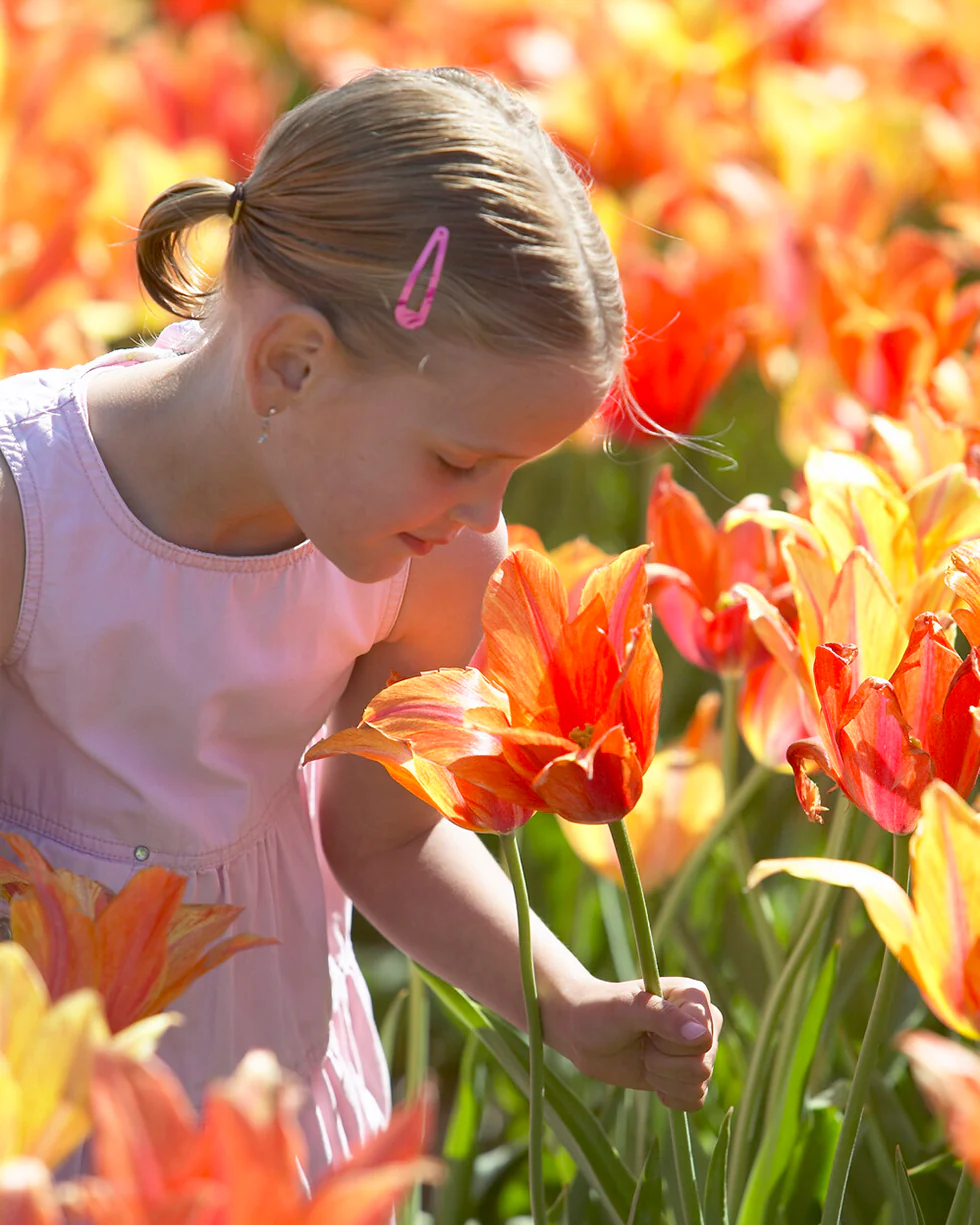 Tulip 'El Niño' - Image 4