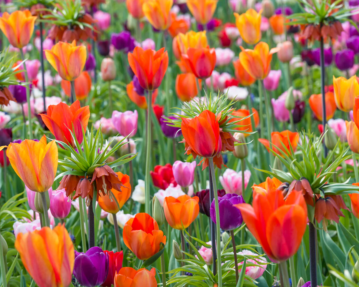 Tulip 'El Niño' - Image 5