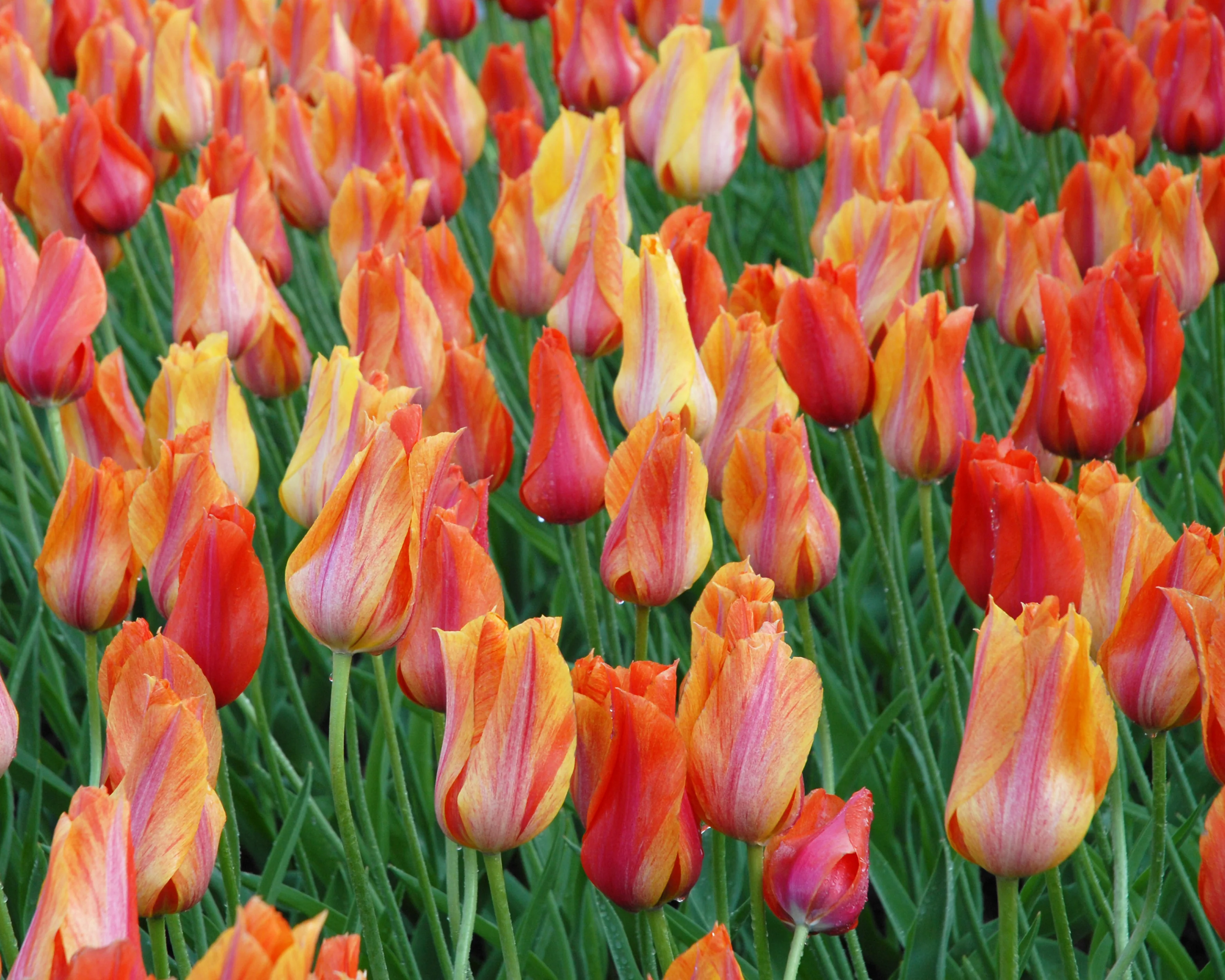 Tulip 'El Niño' - Image 6