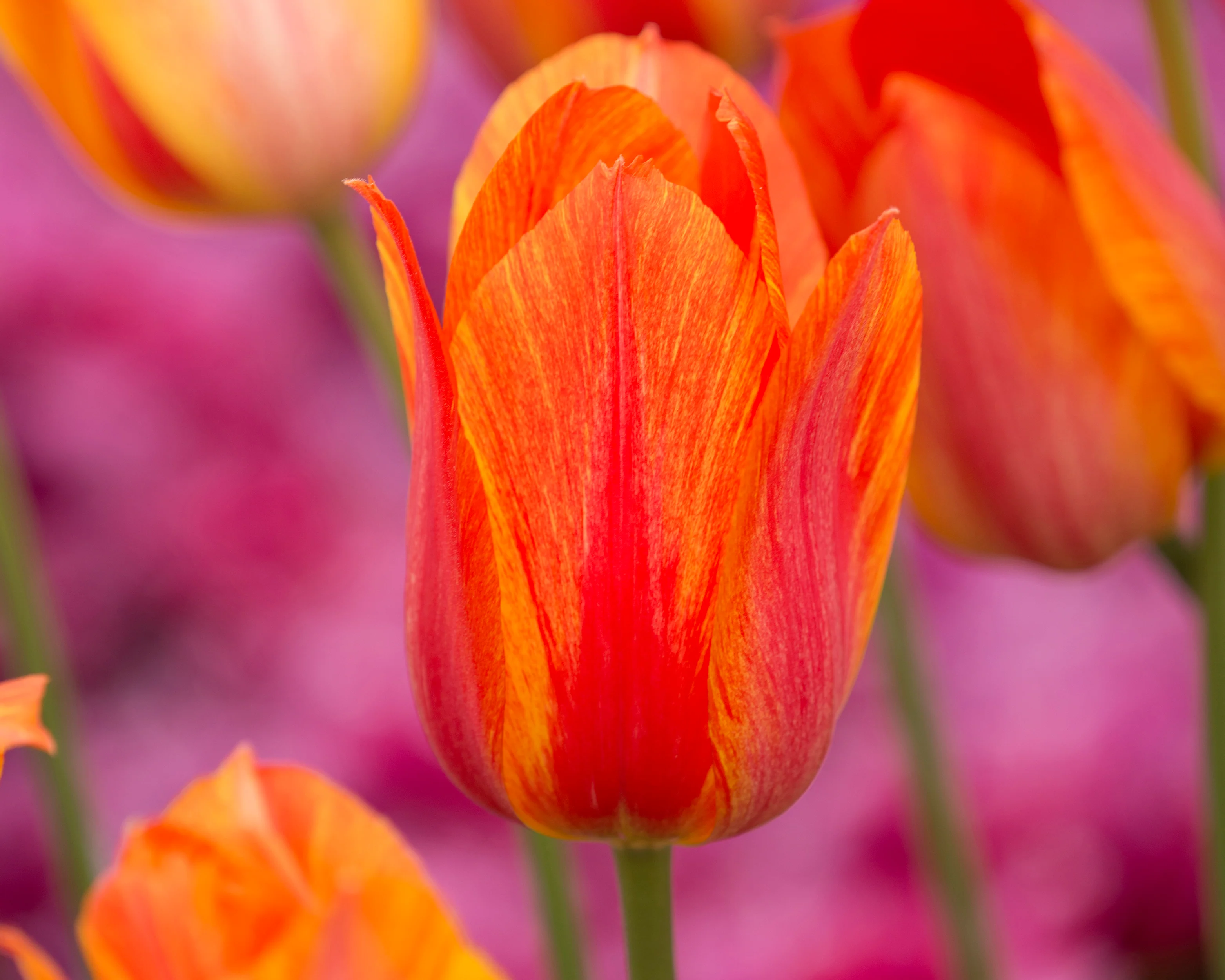 Tulip 'El Niño' - Image 7