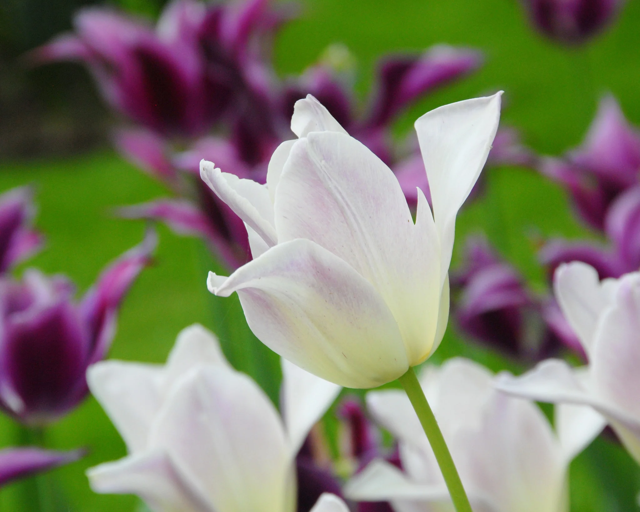 Tulip 'Elegant Lady' - Image 4