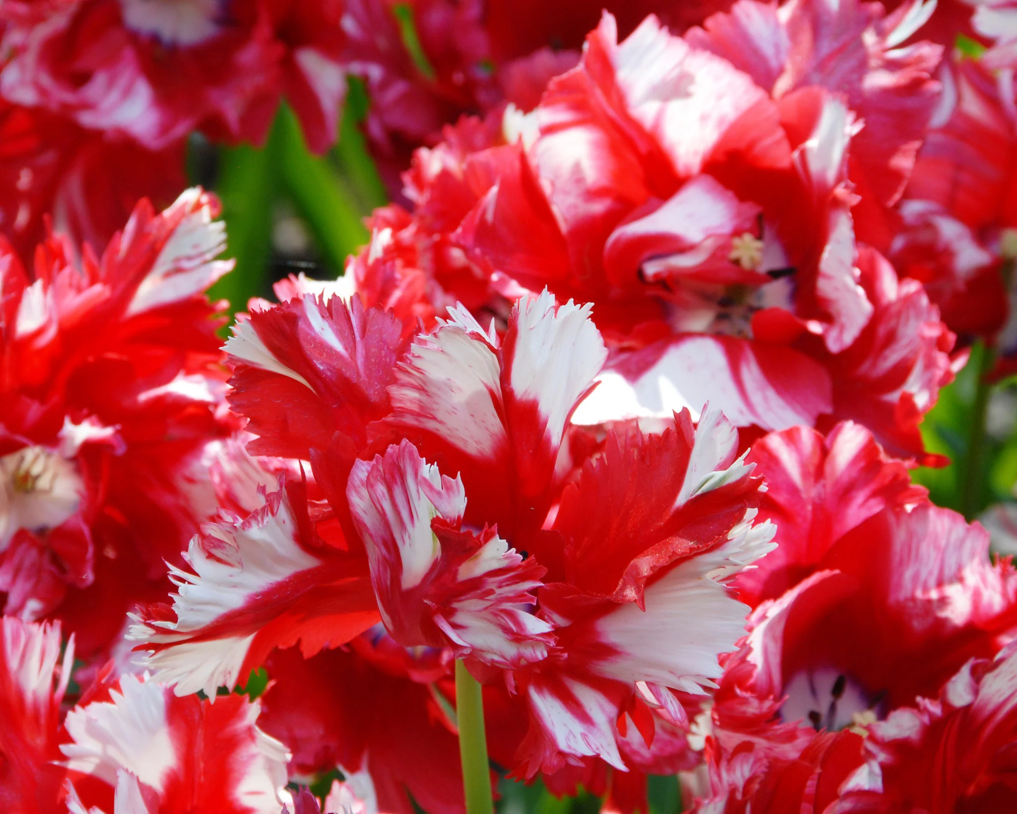 Tulip 'Estella Rijnveld' - Image 4