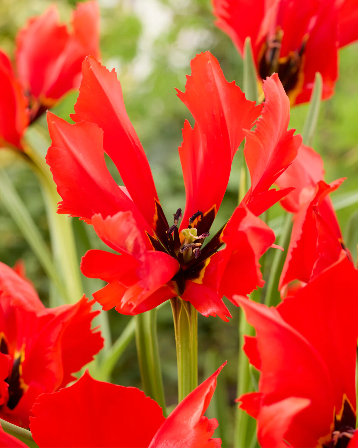 Tulip 'Exotic Bird' - Image 2