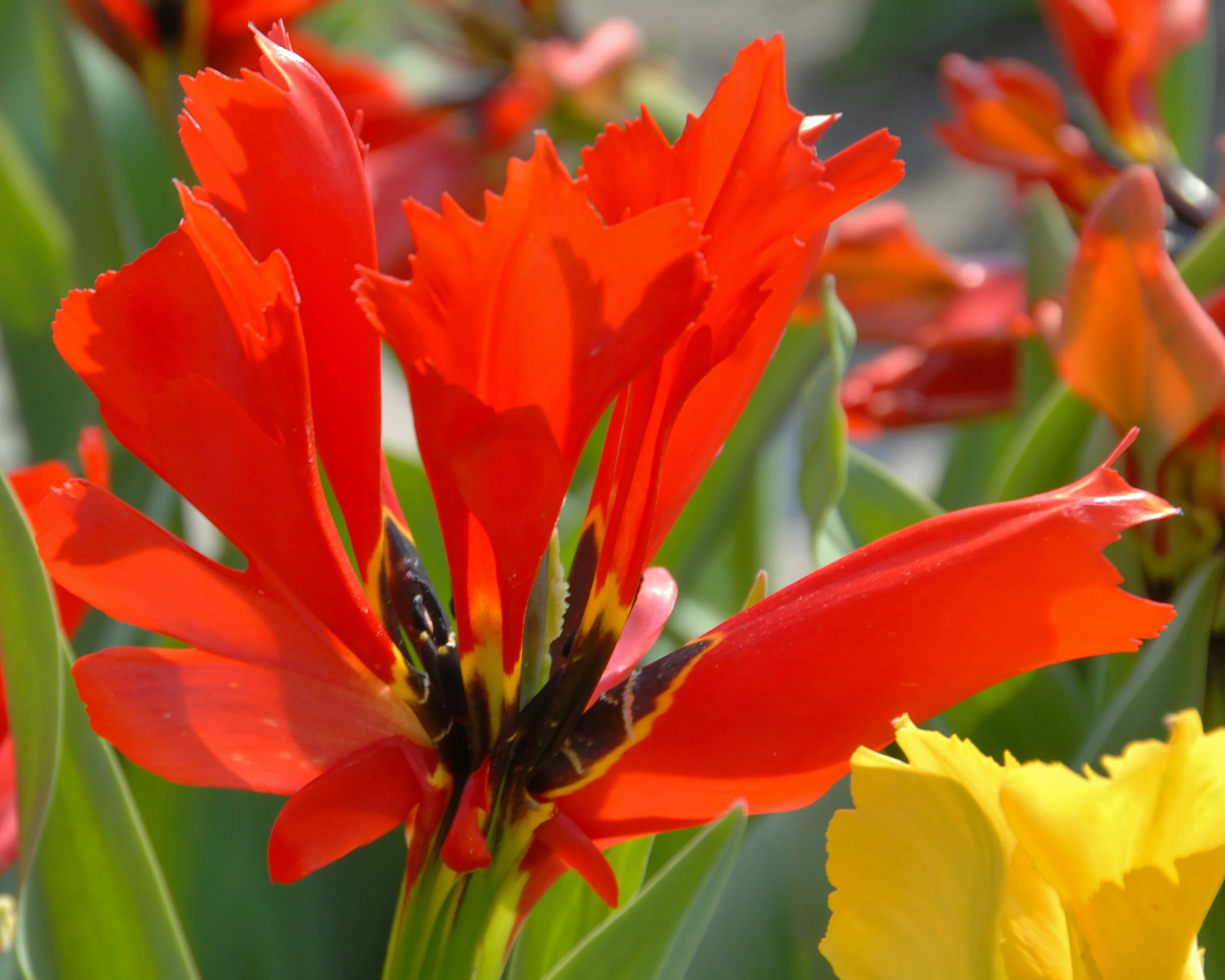 Tulip 'Exotic Bird' - Image 3