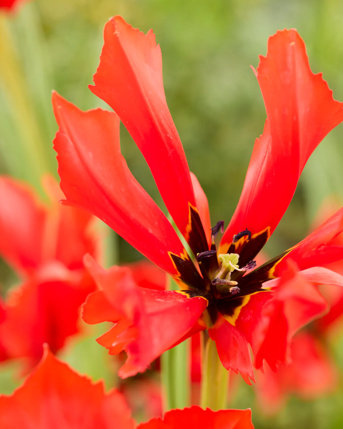 Tulip 'Exotic Bird' - Image 4