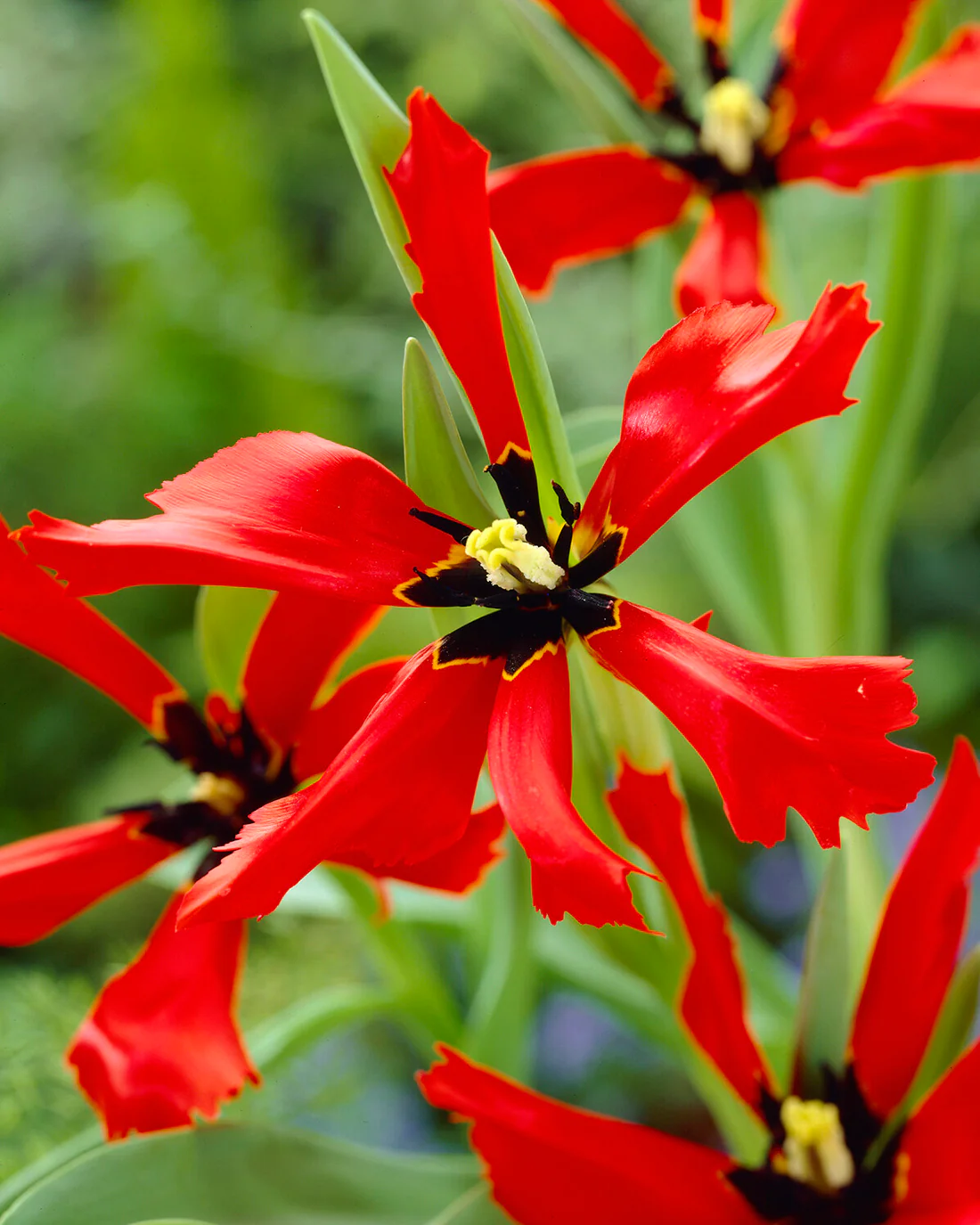 Tulip 'Exotic Bird' - Image 5