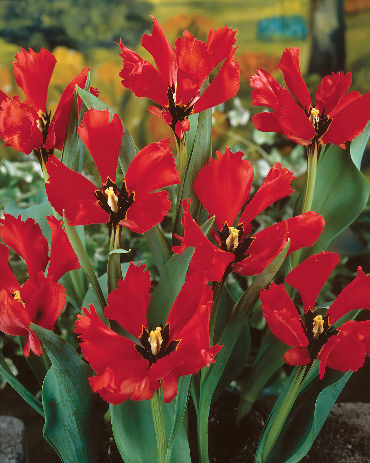 Tulip 'Exotic Bird' - Image 6