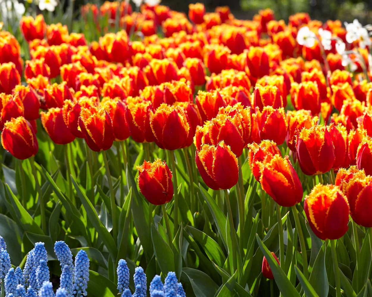 Tulip 'Fabio' - Image 3